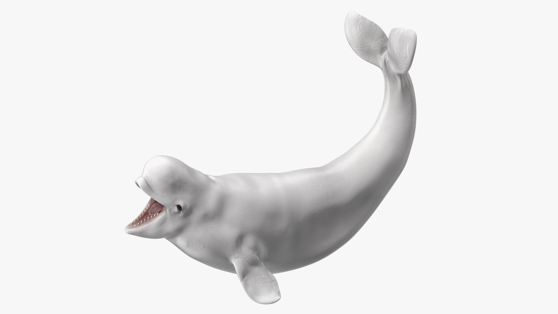 3D Beluga Whale Young Playful Pose