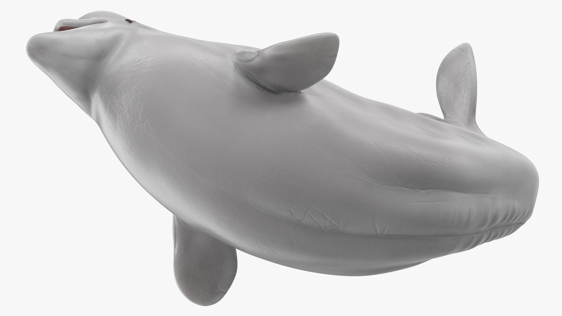 3D Beluga Whale Young Playful Pose