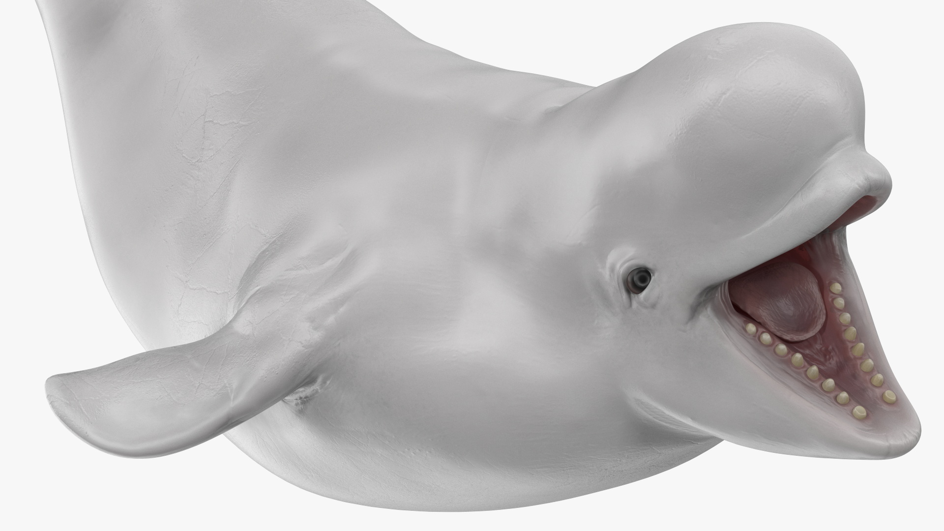 3D Beluga Whale Young Playful Pose