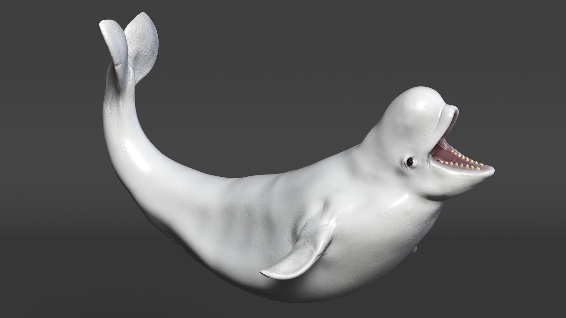 3D Beluga Whale Young Playful Pose