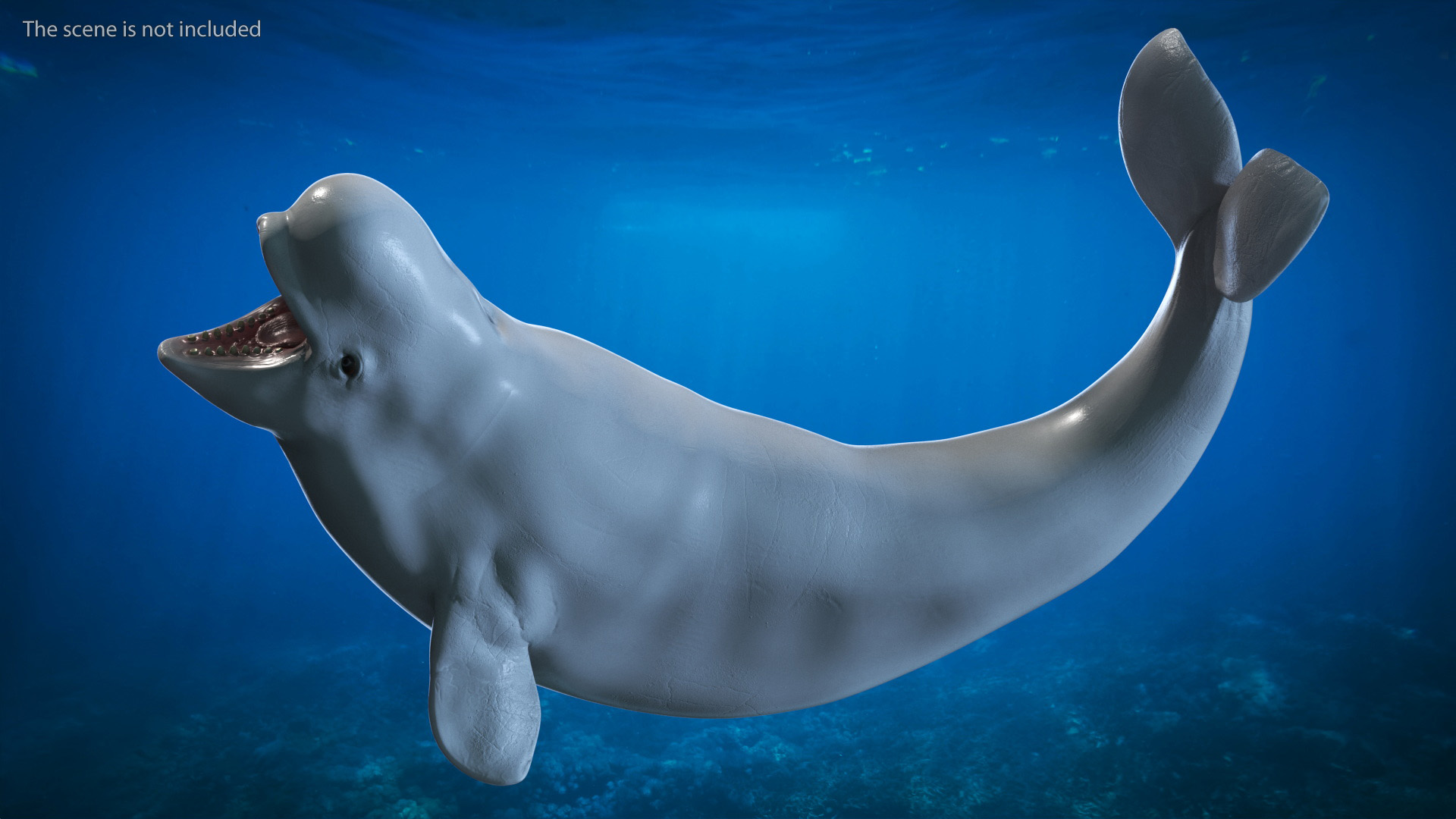 3D Beluga Whale Young Playful Pose