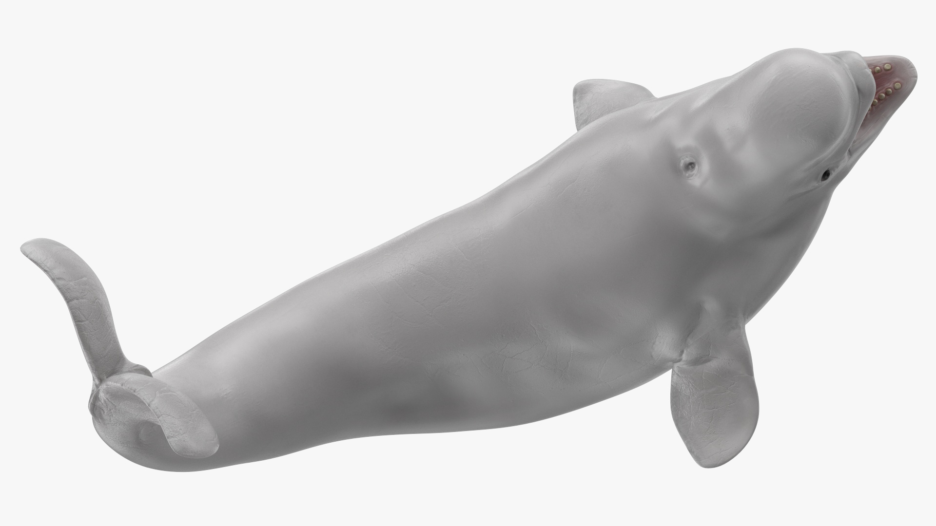 3D Beluga Whale Young Playful Pose