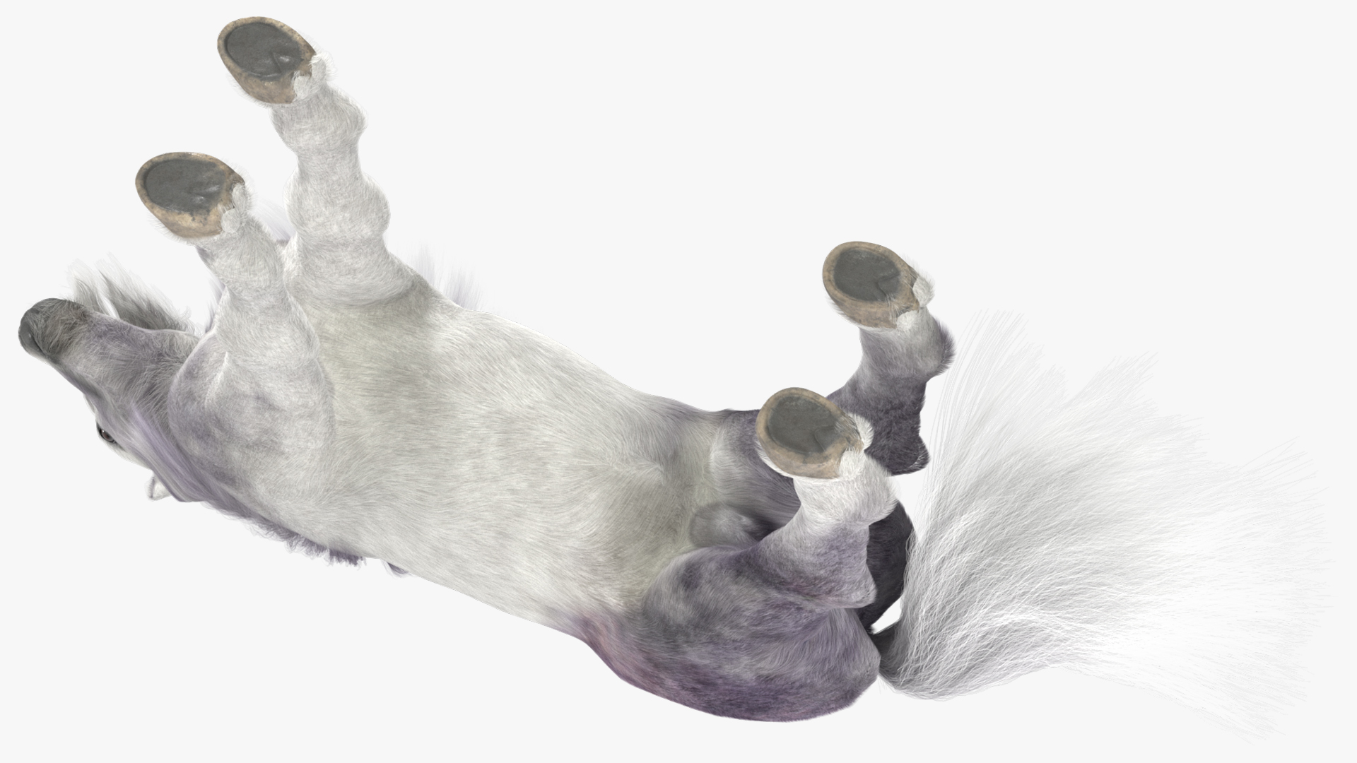 3D White Pony with Long Mane Fur Rigged