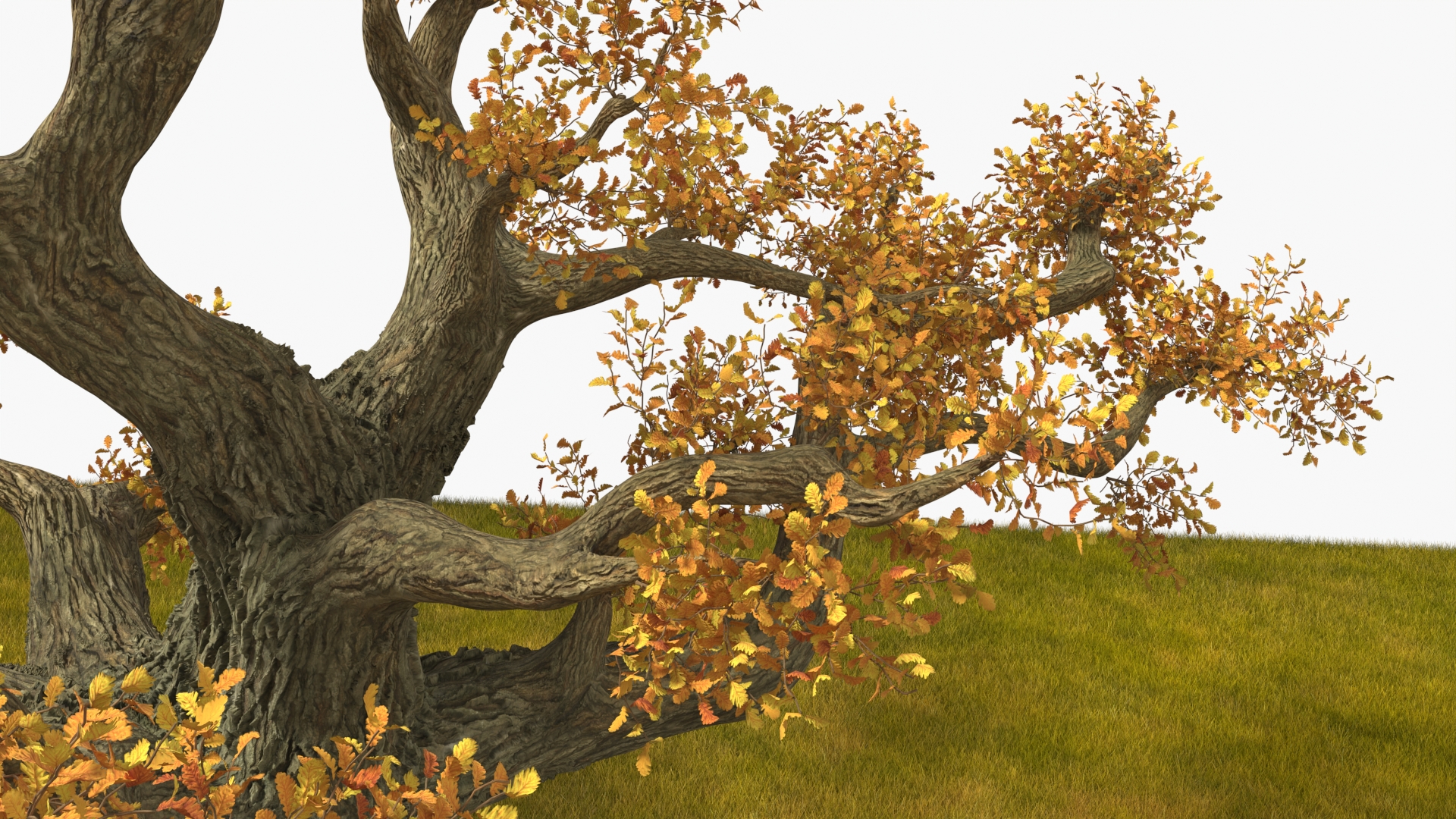 3D Autumn Oak Tree on Grass Fur model