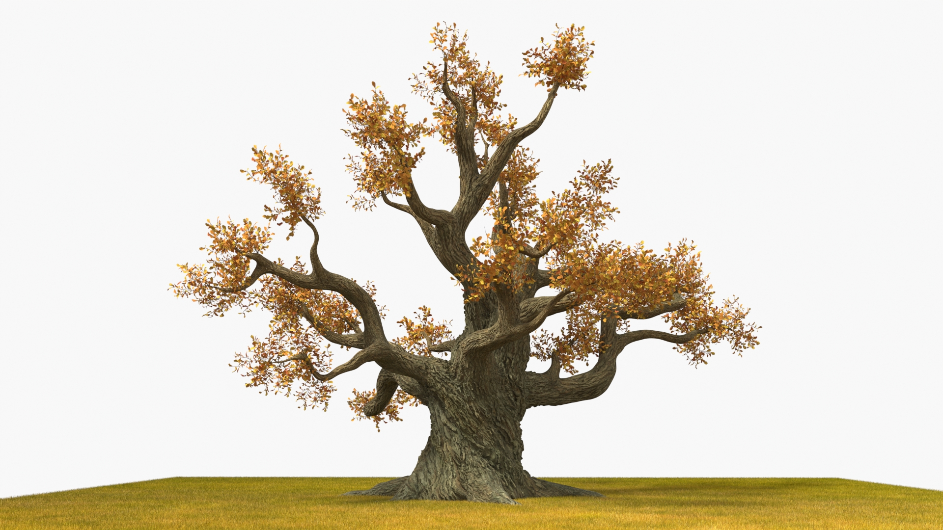 3D Autumn Oak Tree on Grass Fur model