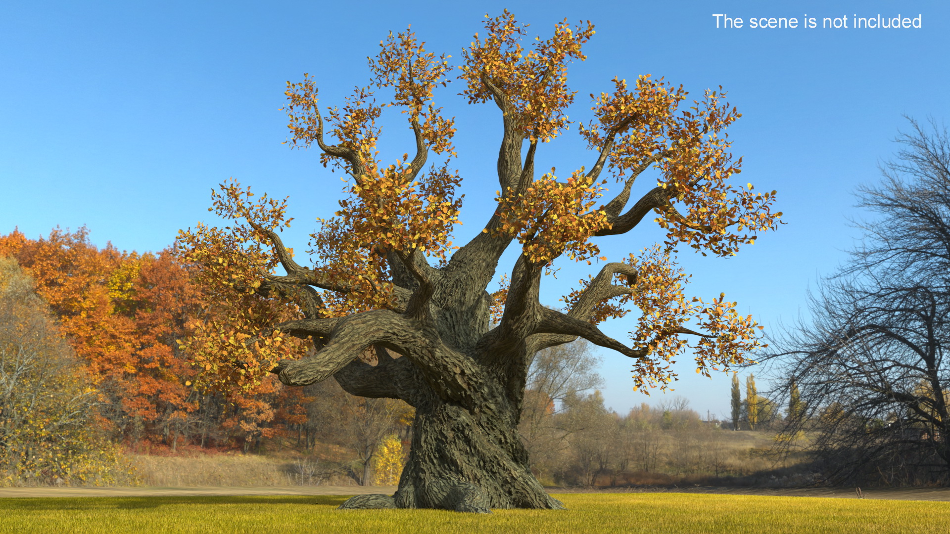 3D Autumn Oak Tree on Grass Fur model