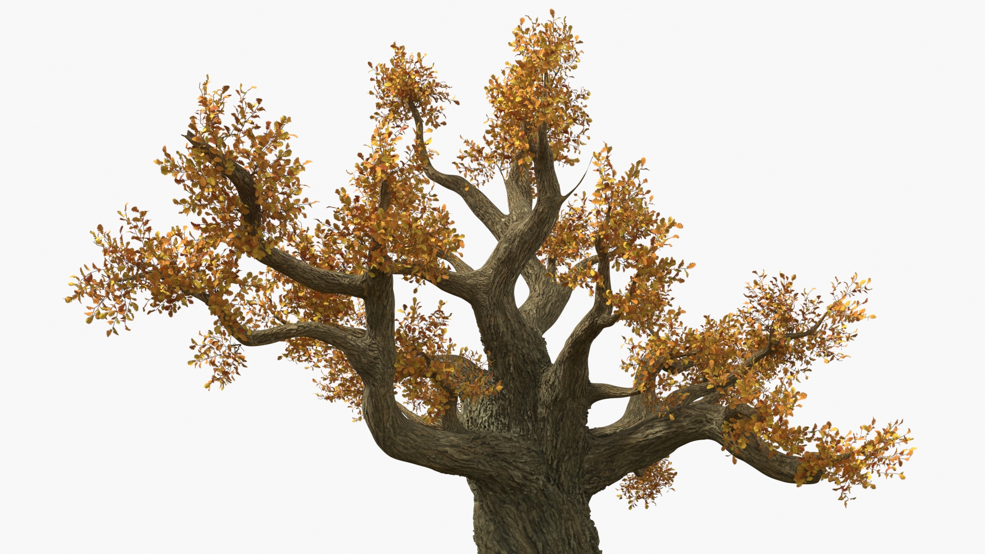 3D Autumn Oak Tree on Grass Fur model