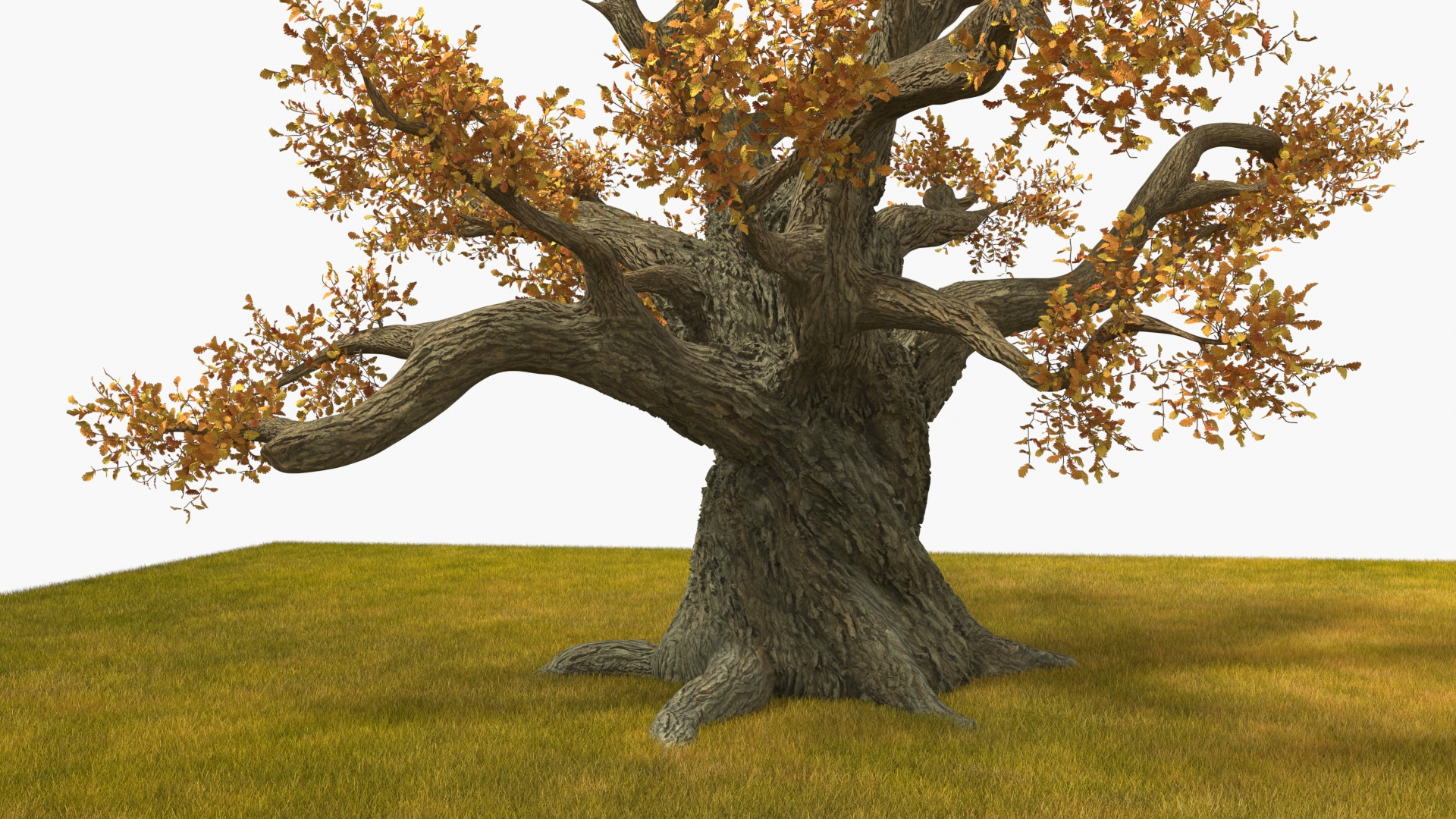 3D Autumn Oak Tree on Grass Fur model