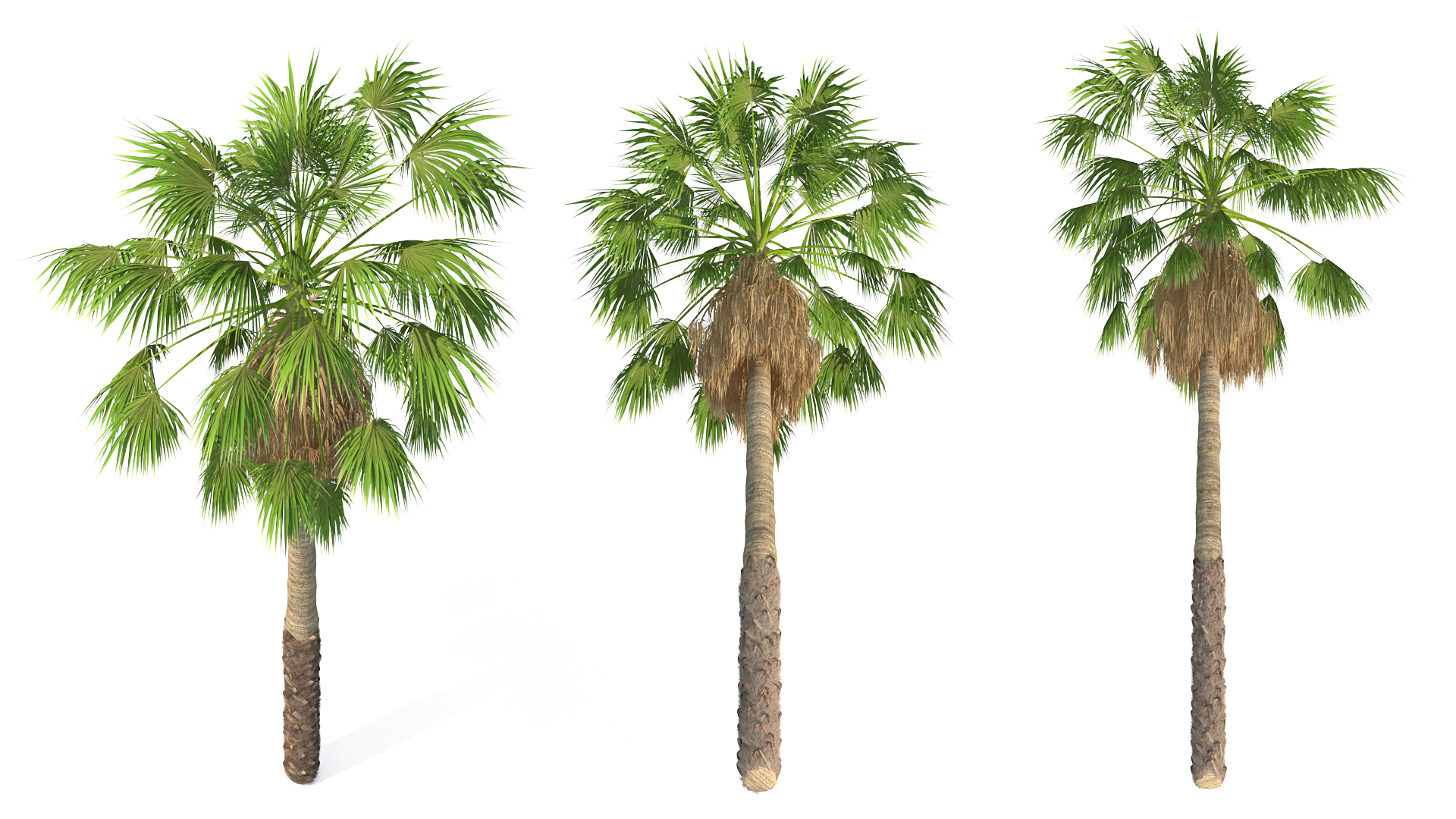 3D model Mexican Washingtonia Palm Tree