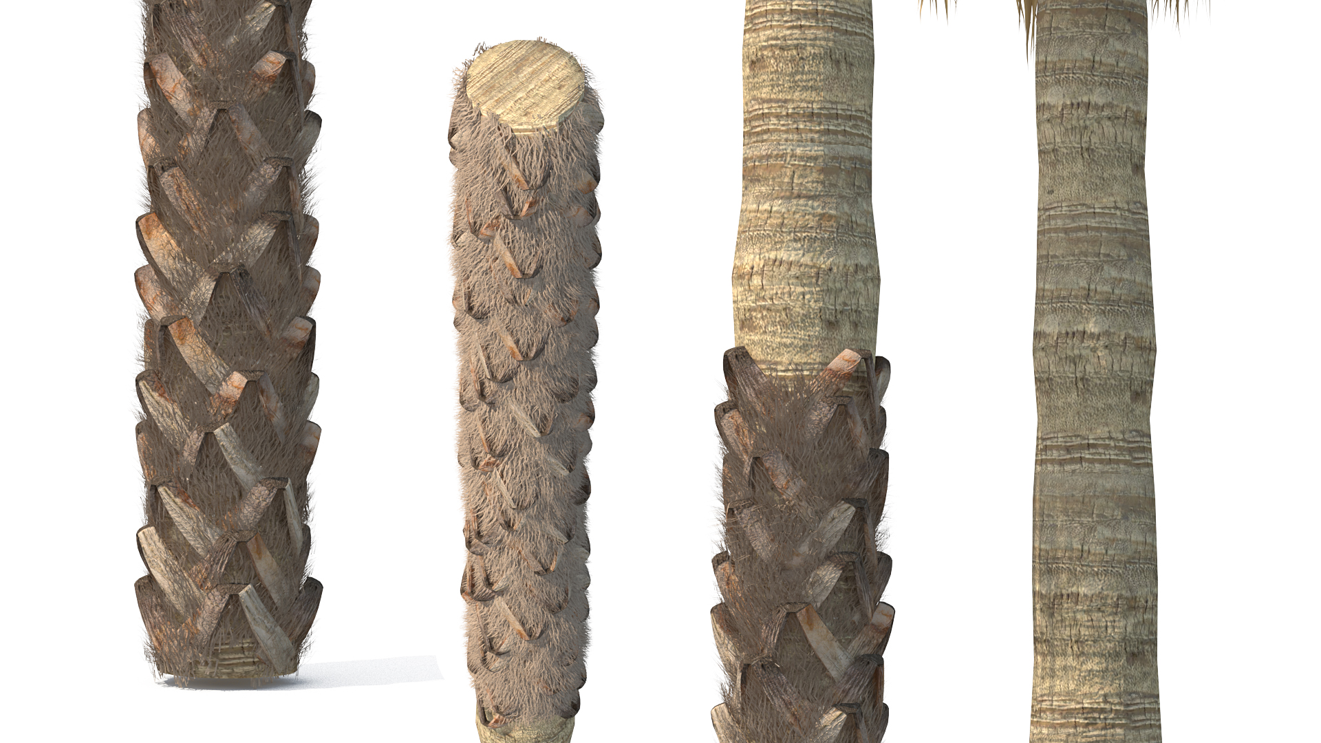 3D model Mexican Washingtonia Palm Tree