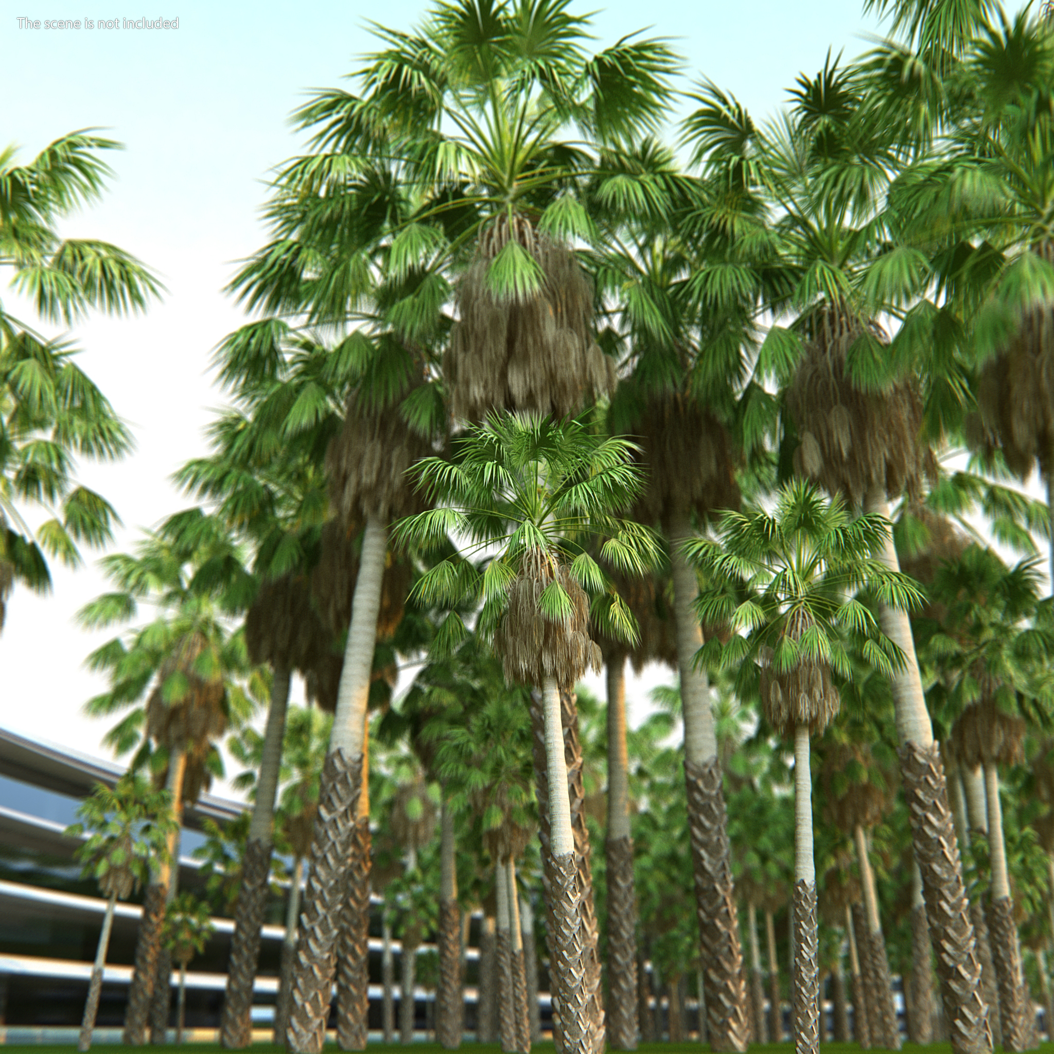 3D model Mexican Washingtonia Palm Tree