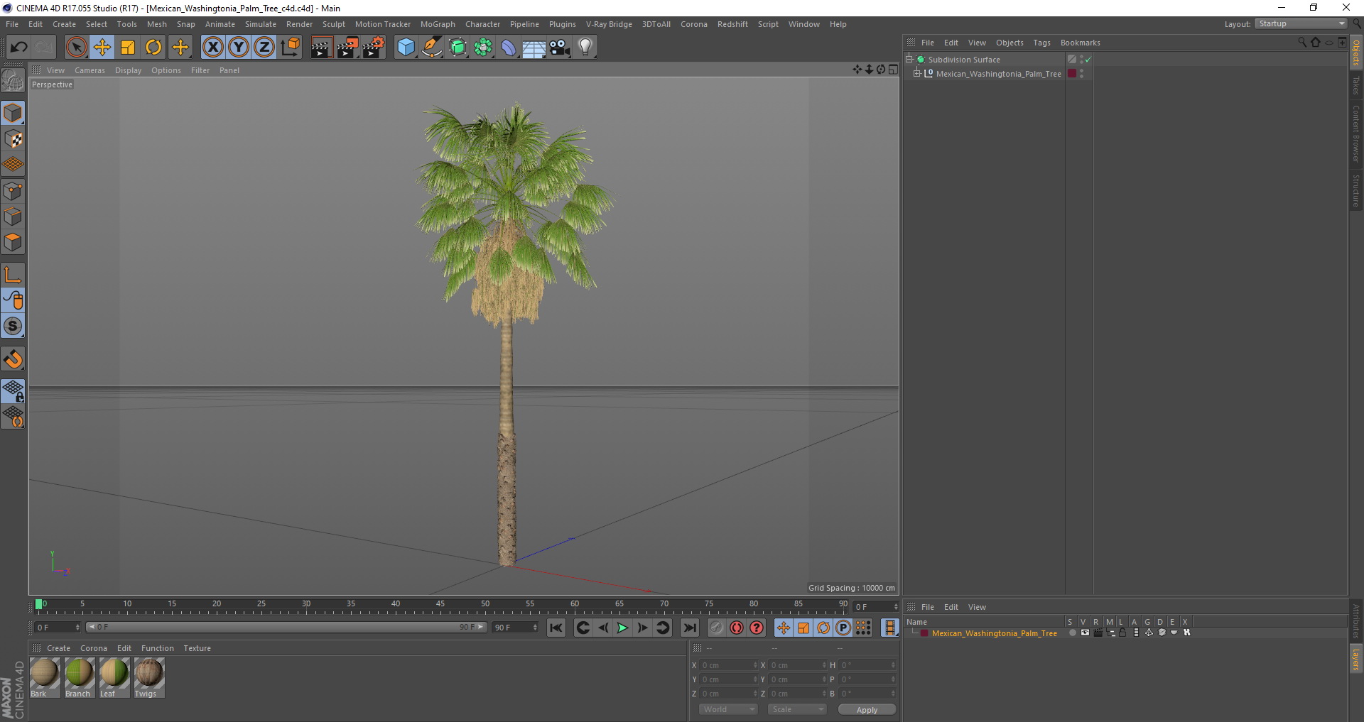 3D model Mexican Washingtonia Palm Tree