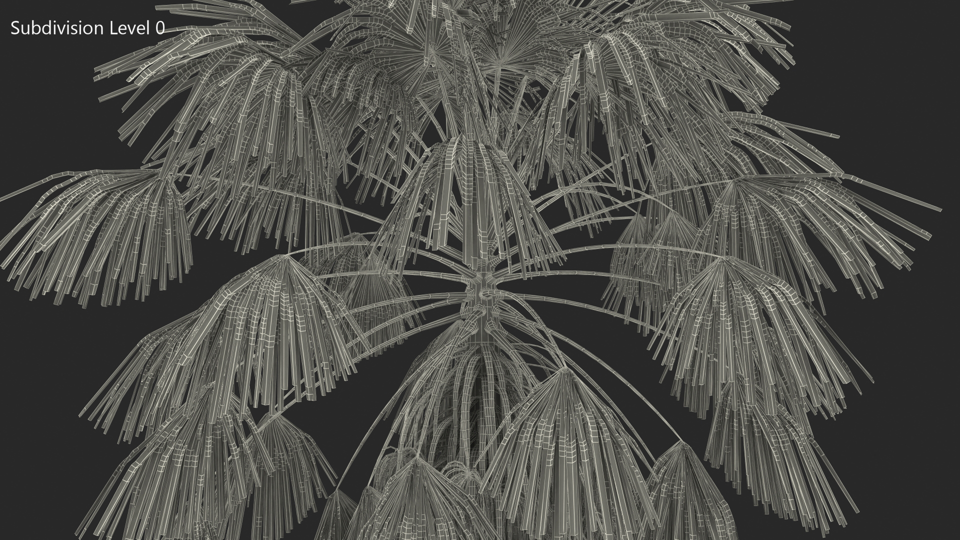 3D model Mexican Washingtonia Palm Tree