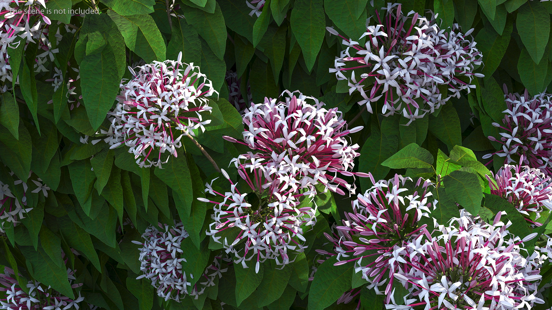 Clerodendrum Quadriloculare Flower 3D model