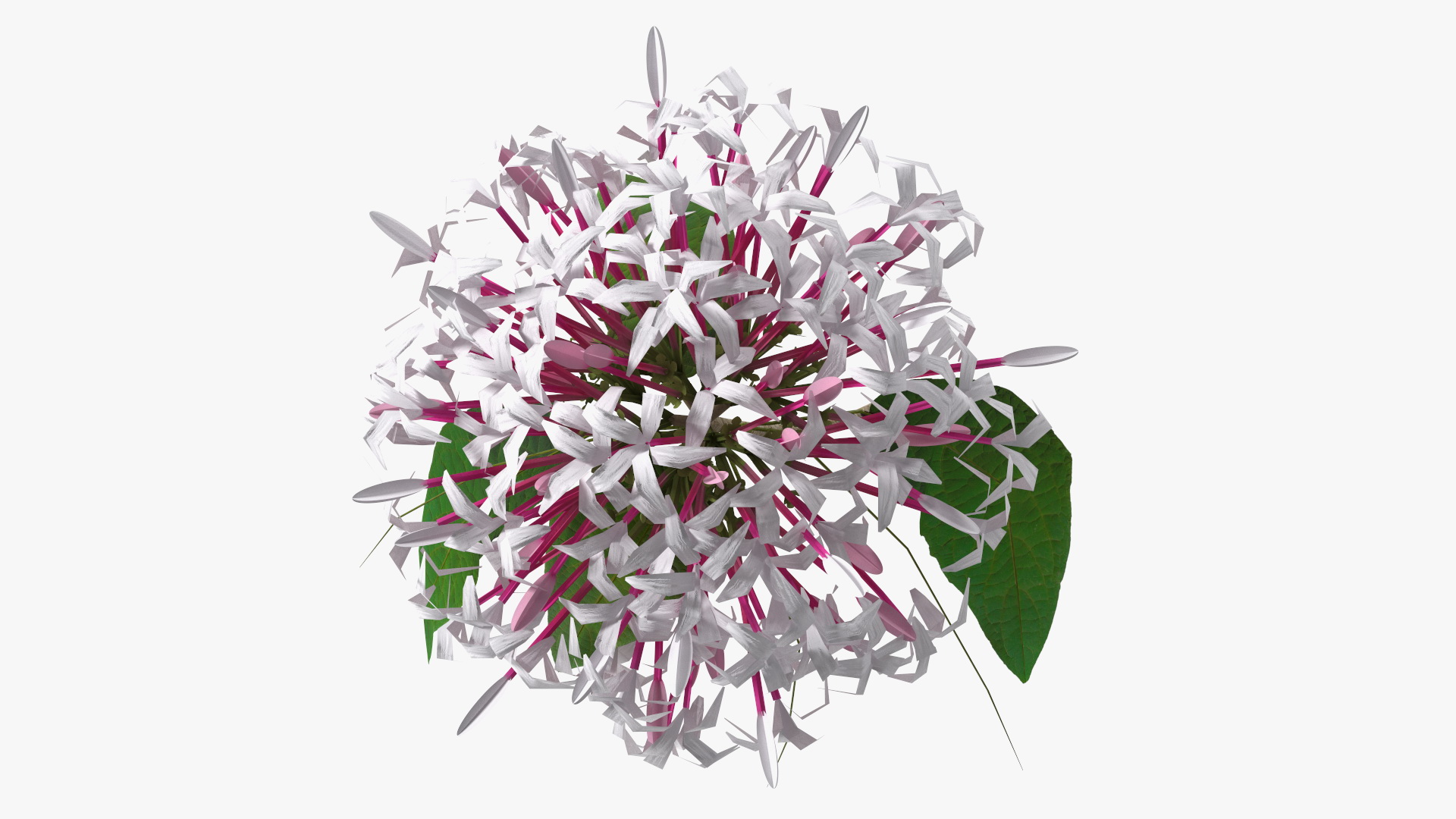 Clerodendrum Quadriloculare Flower 3D model