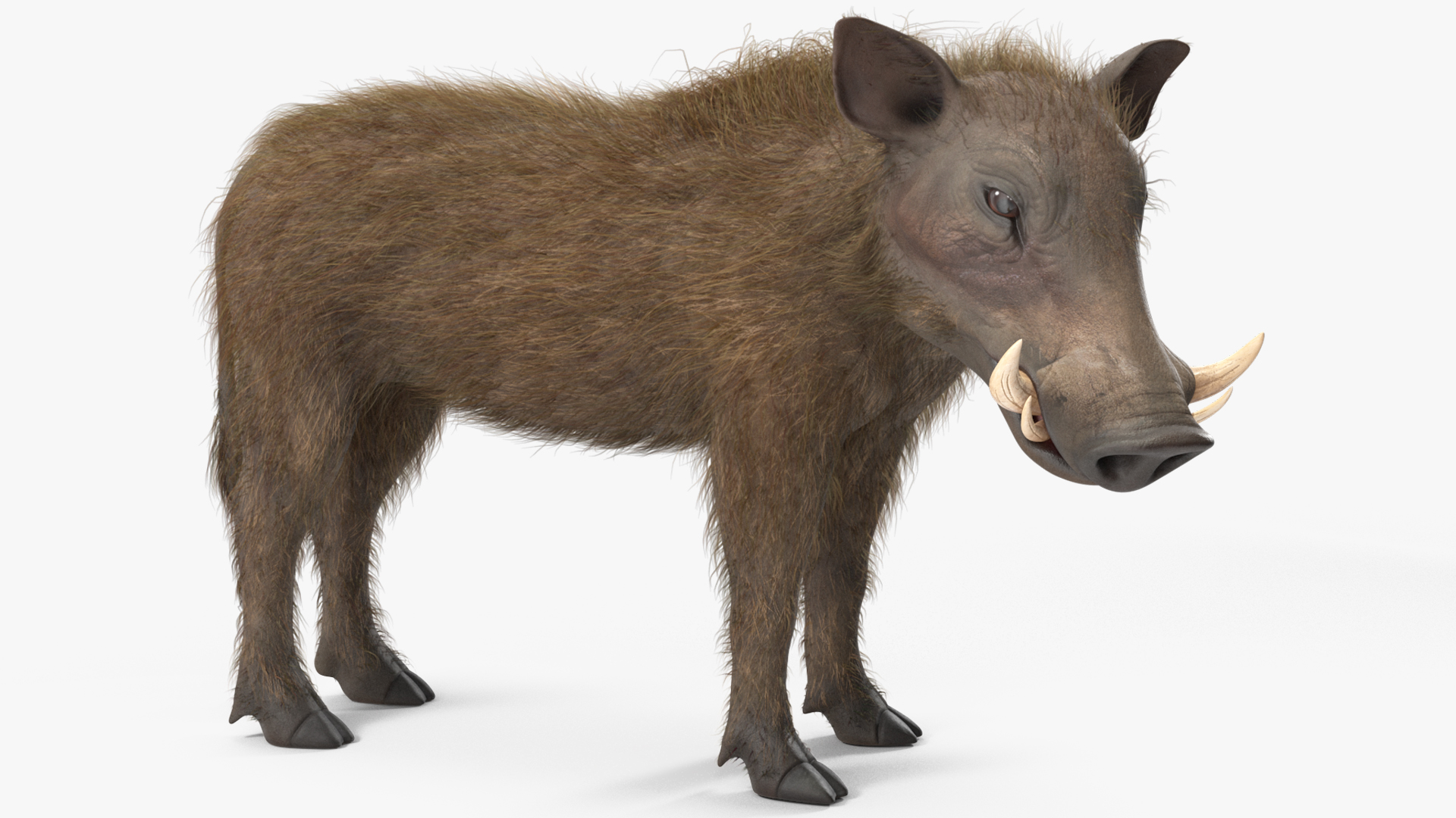 3D Warthog Fur Rigged model