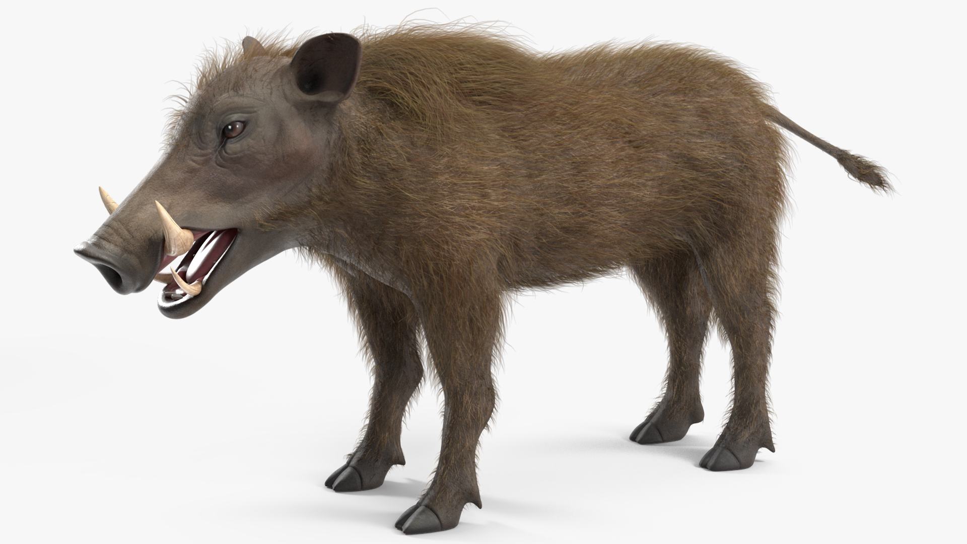 3D Warthog Fur Rigged model