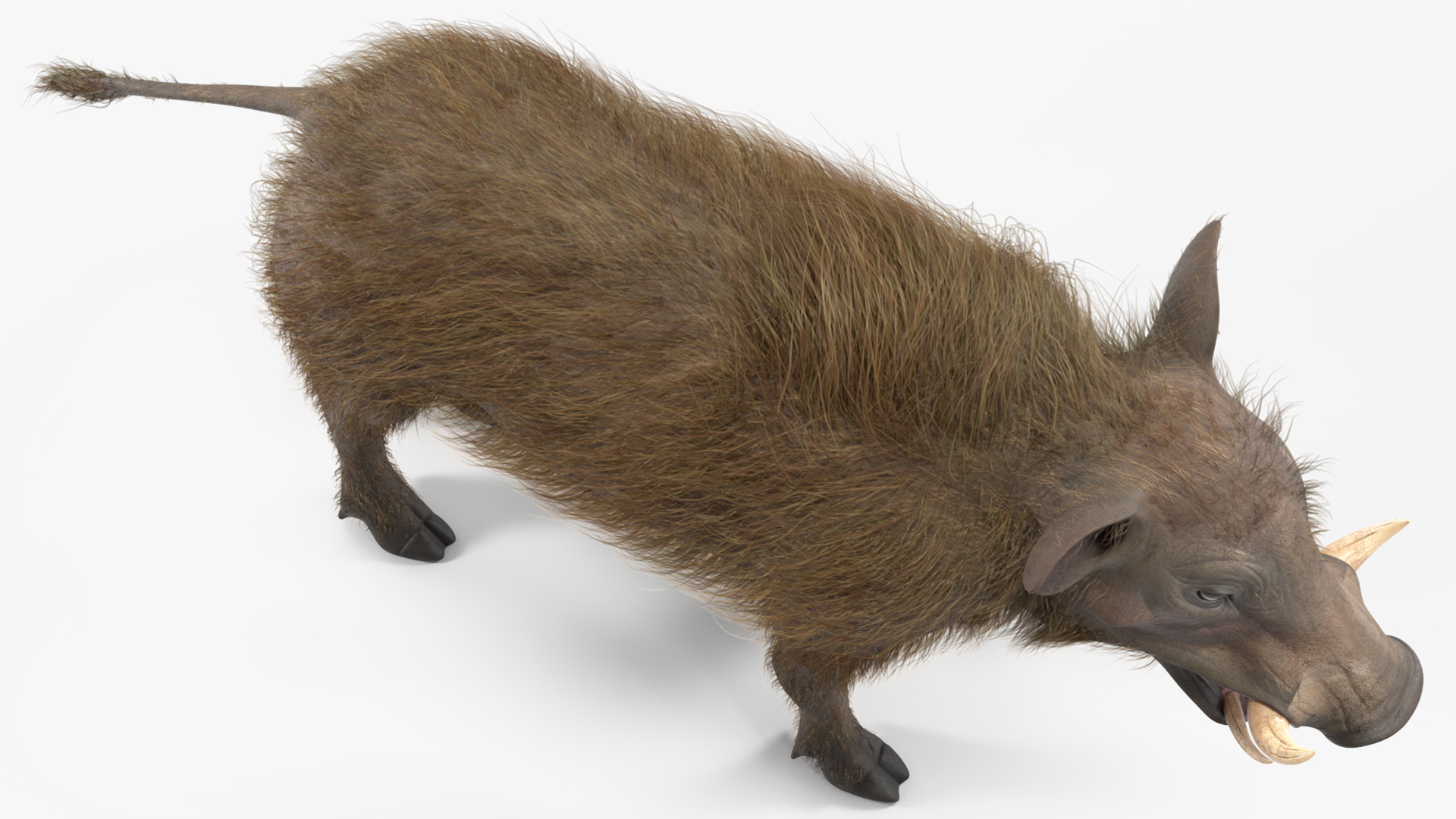 3D Warthog Fur Rigged model