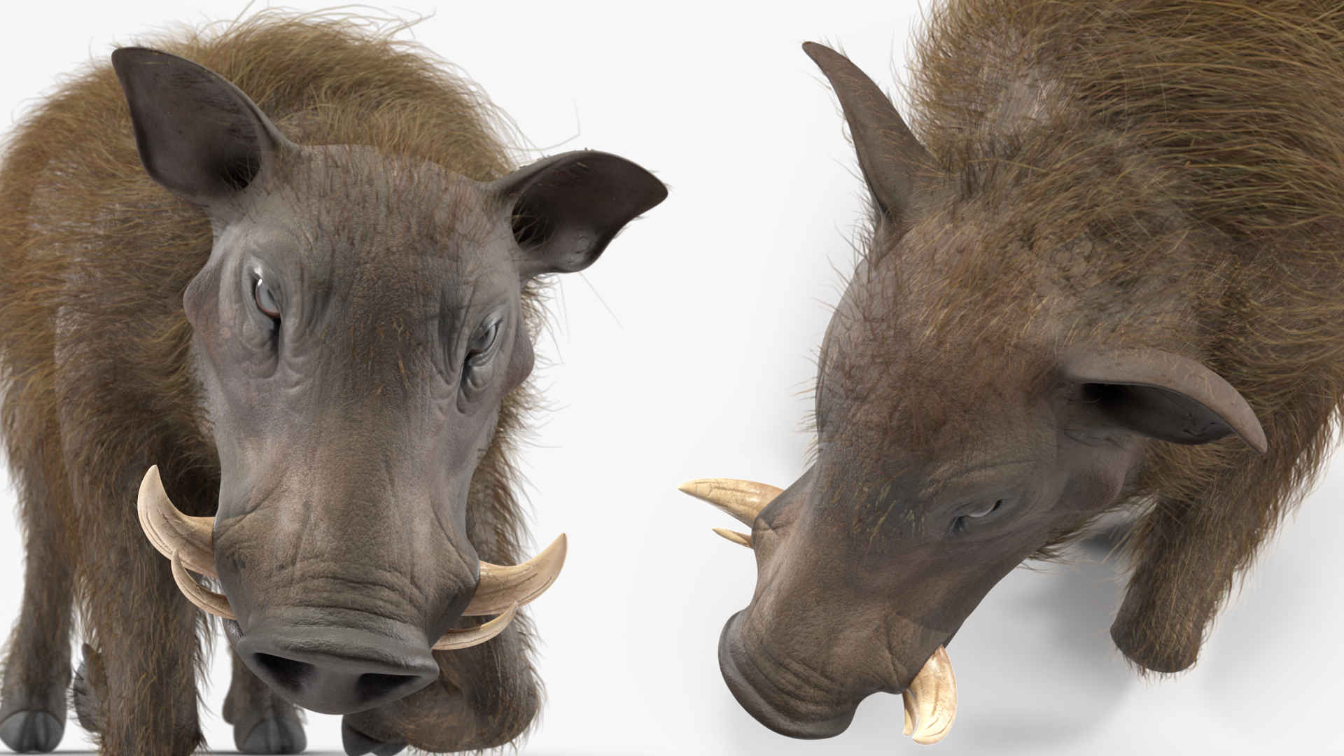 3D Warthog Fur Rigged model