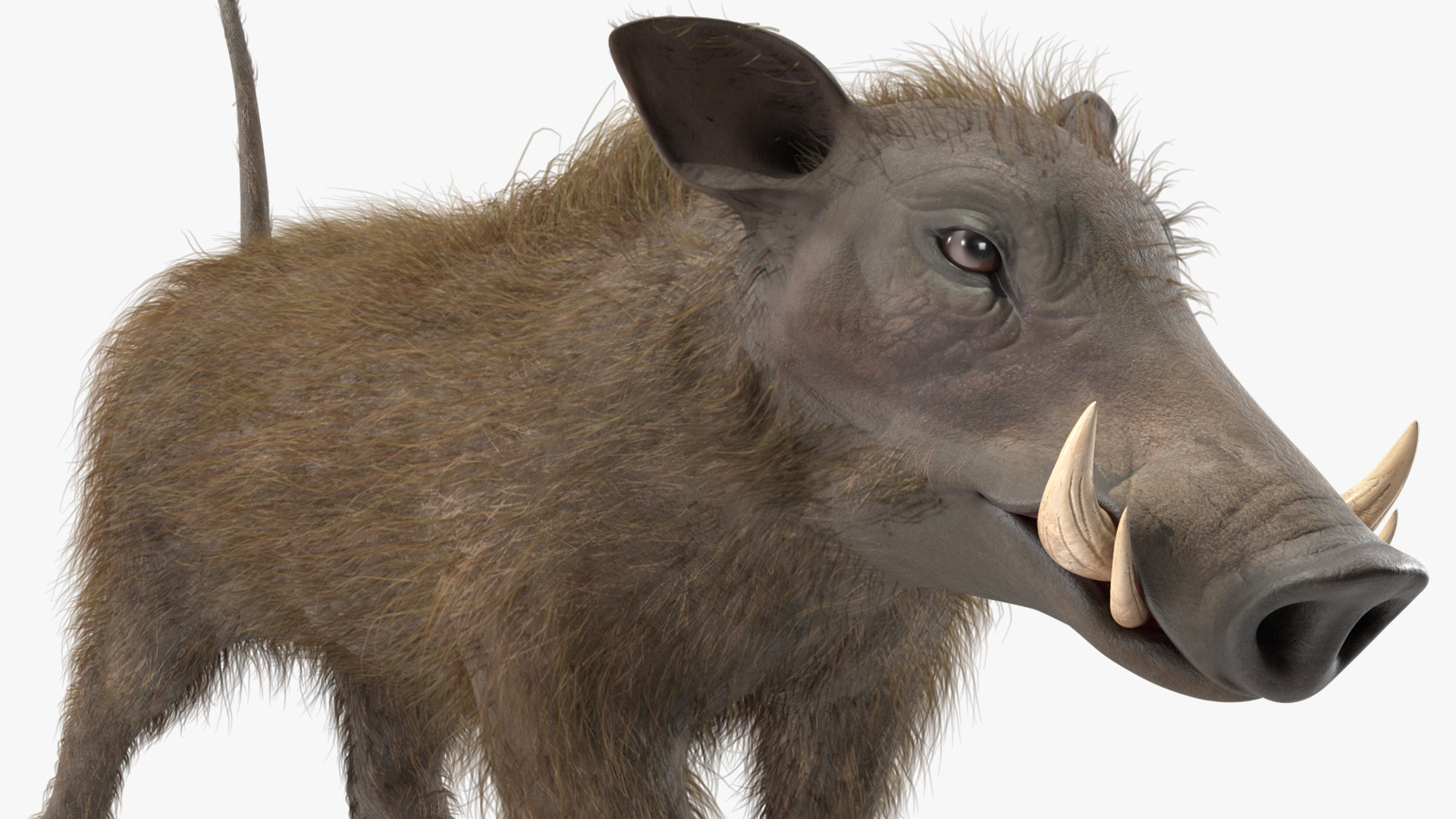 3D Warthog Fur Rigged model