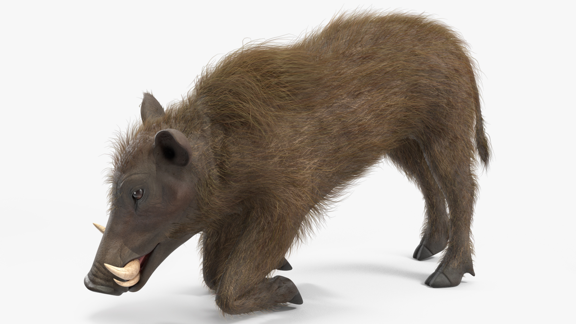 3D Warthog Fur Rigged model