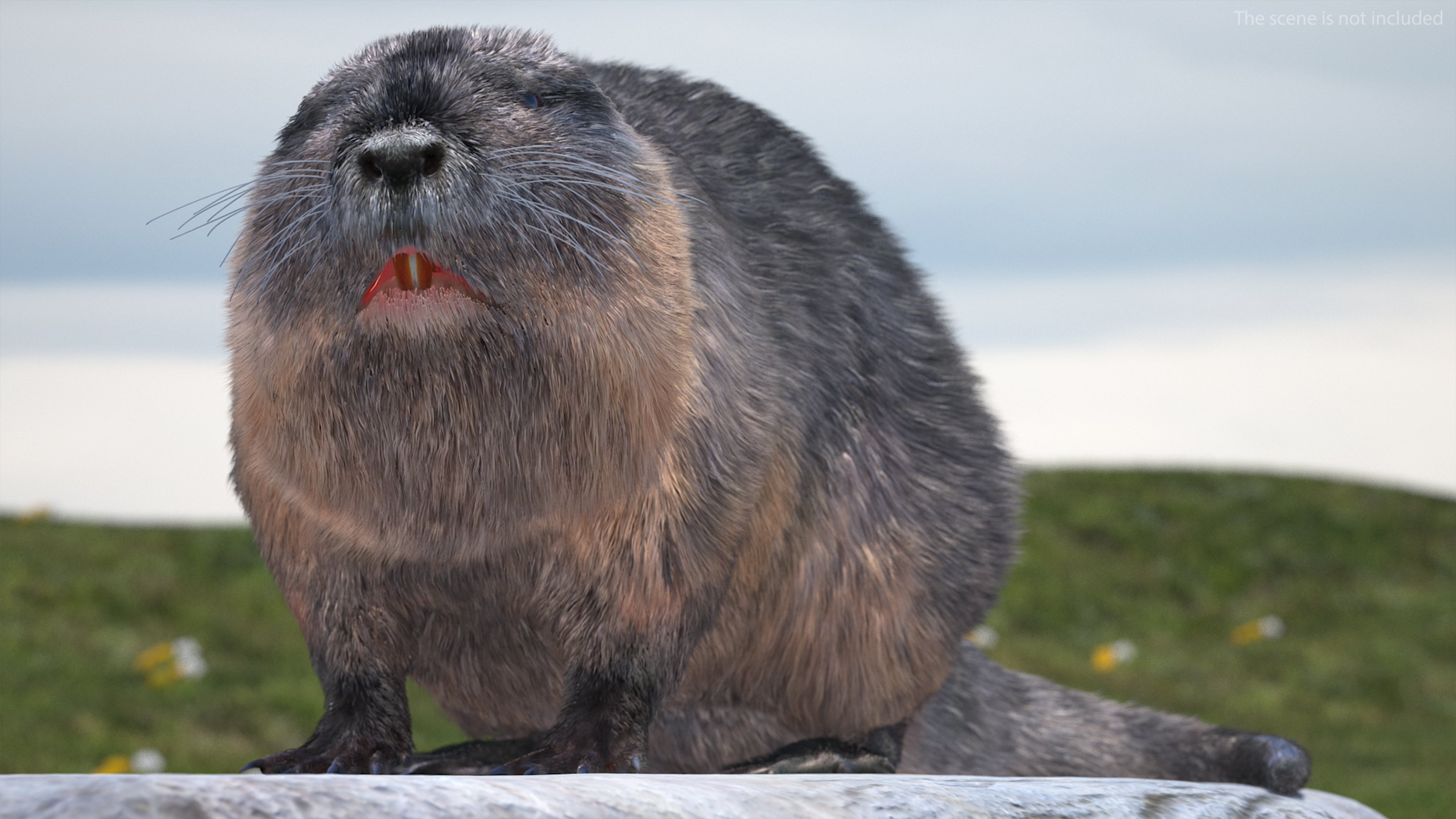 Nutria Fur Rigged 3D