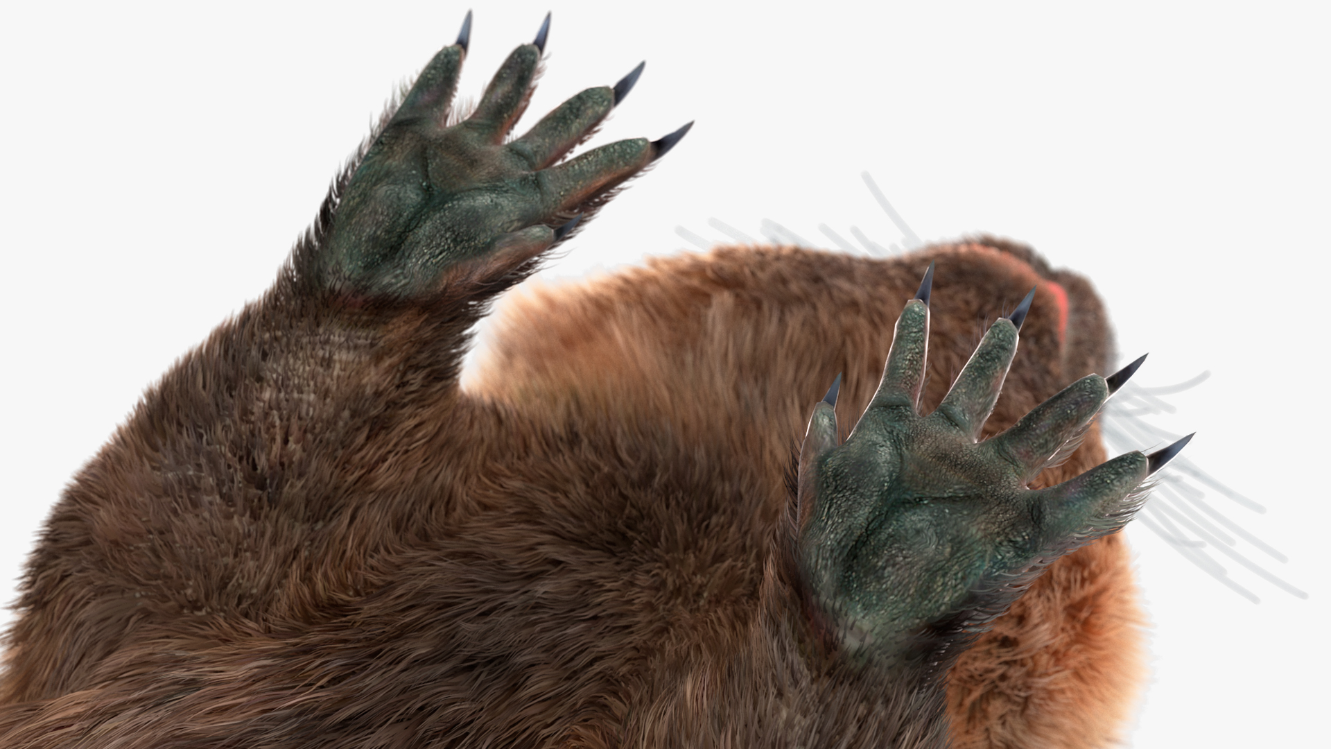 Nutria Fur Rigged 3D