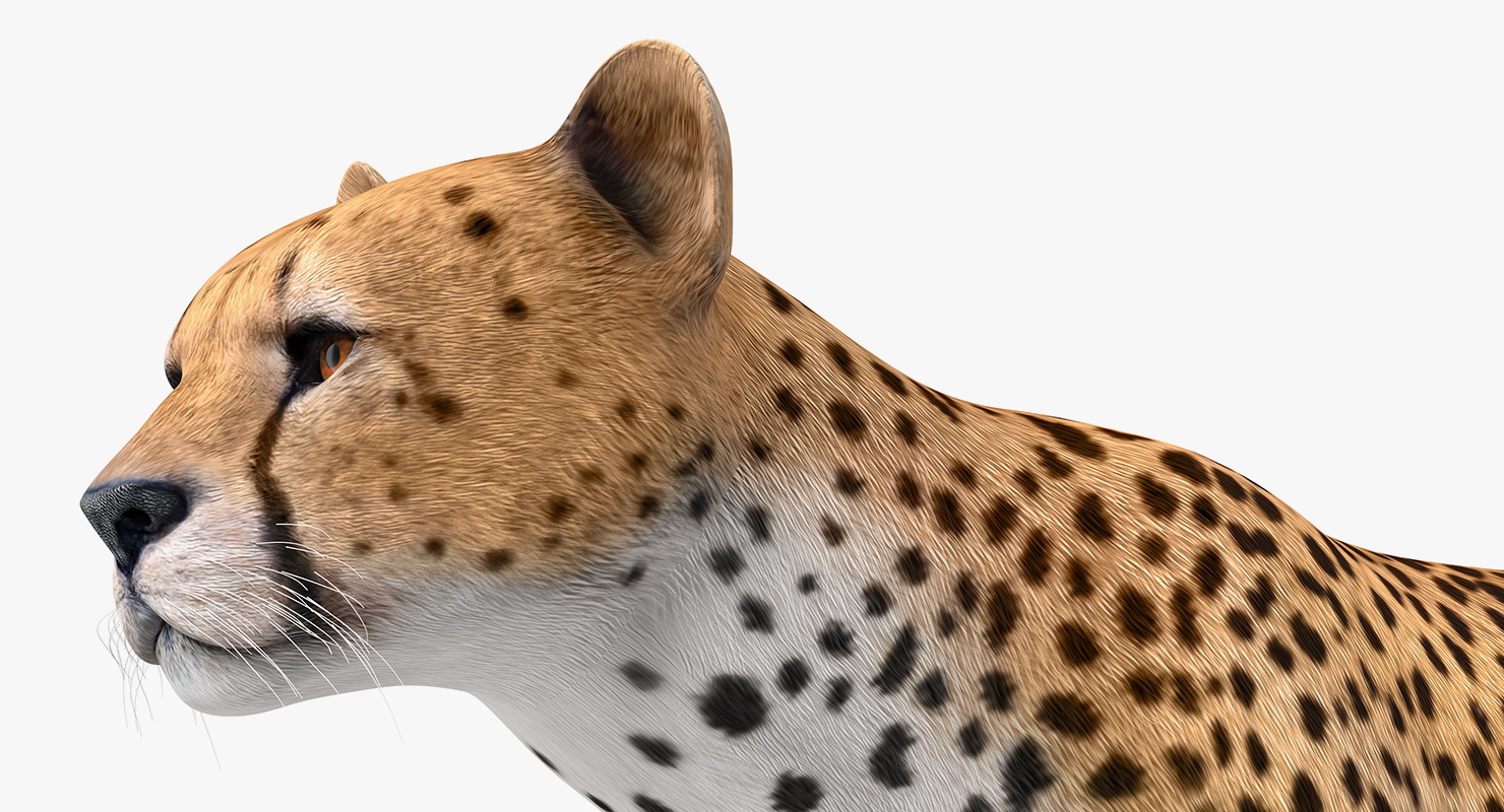 Cheetah 3D model