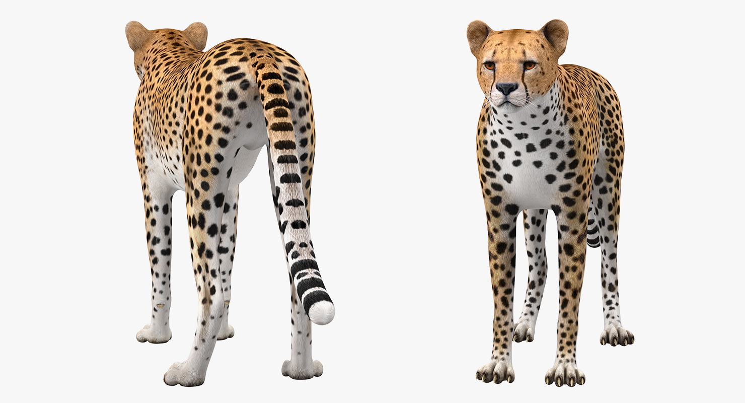 Cheetah 3D model