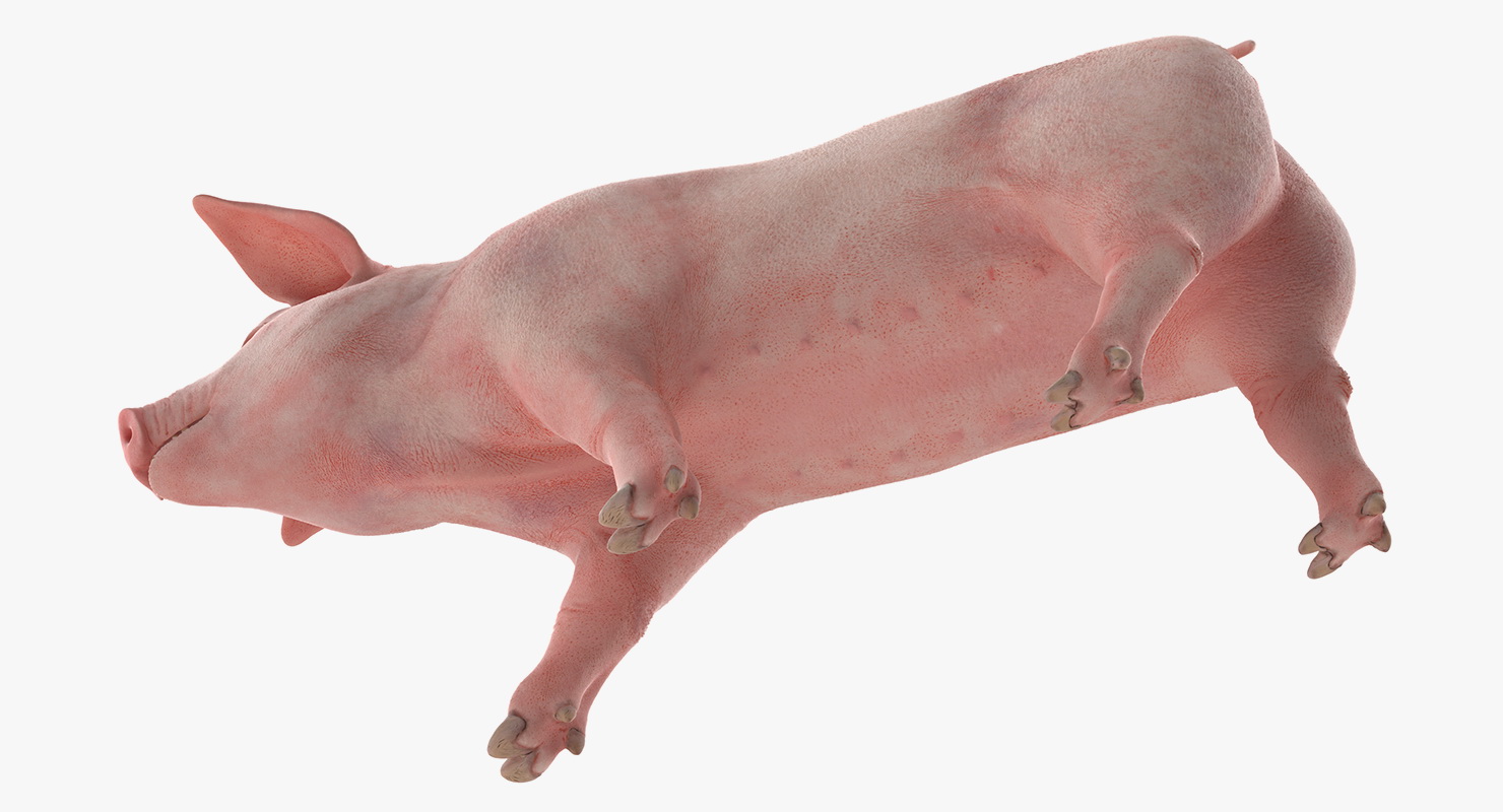 Pig Piglet Landrace Walking Pose 3D