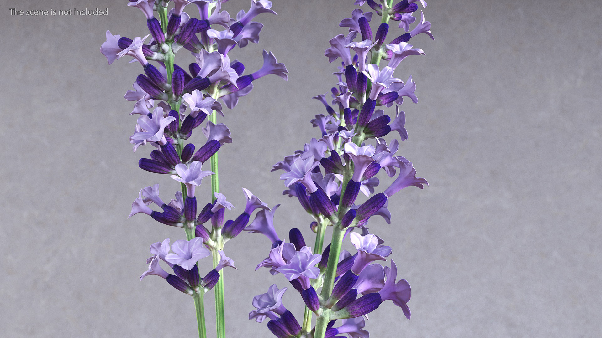 3D Vase with Lavender Flowers