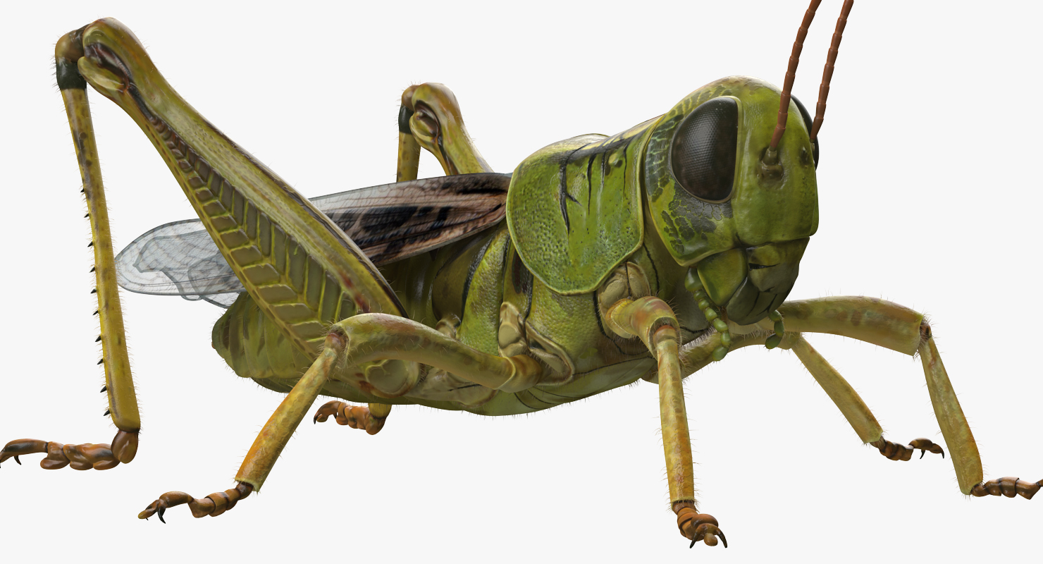 3D model Grasshopper with Fur