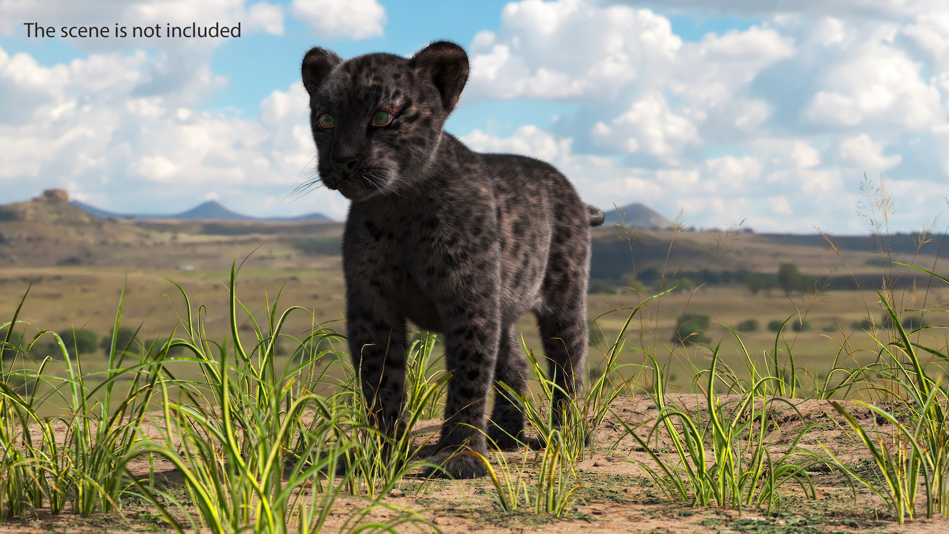 3D Black Leopard Cub with Fur Rigged model