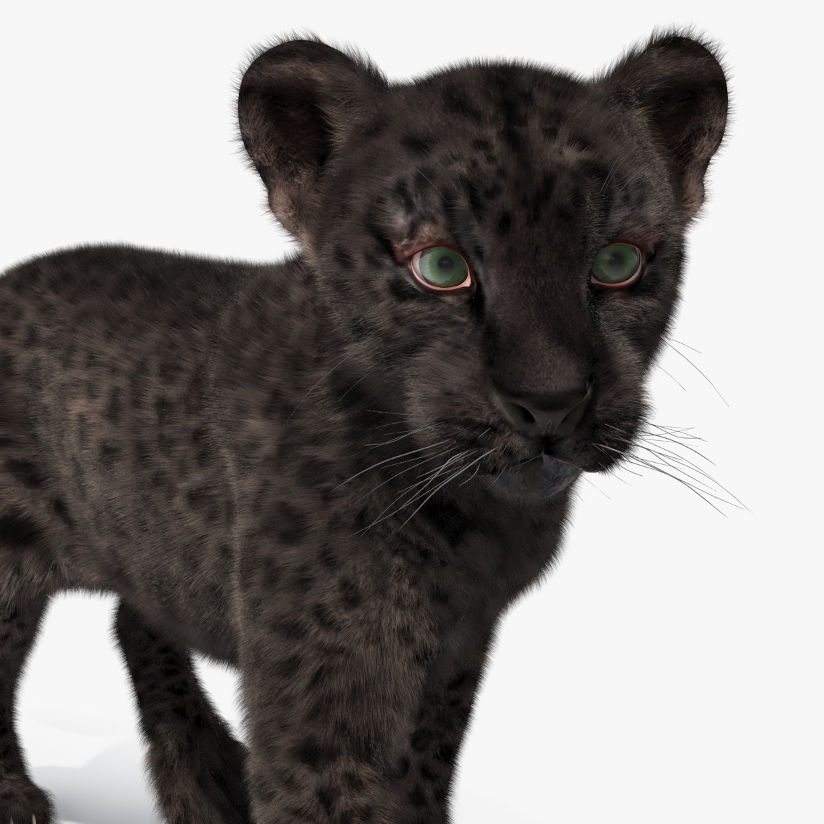 3D Black Leopard Cub with Fur Rigged model