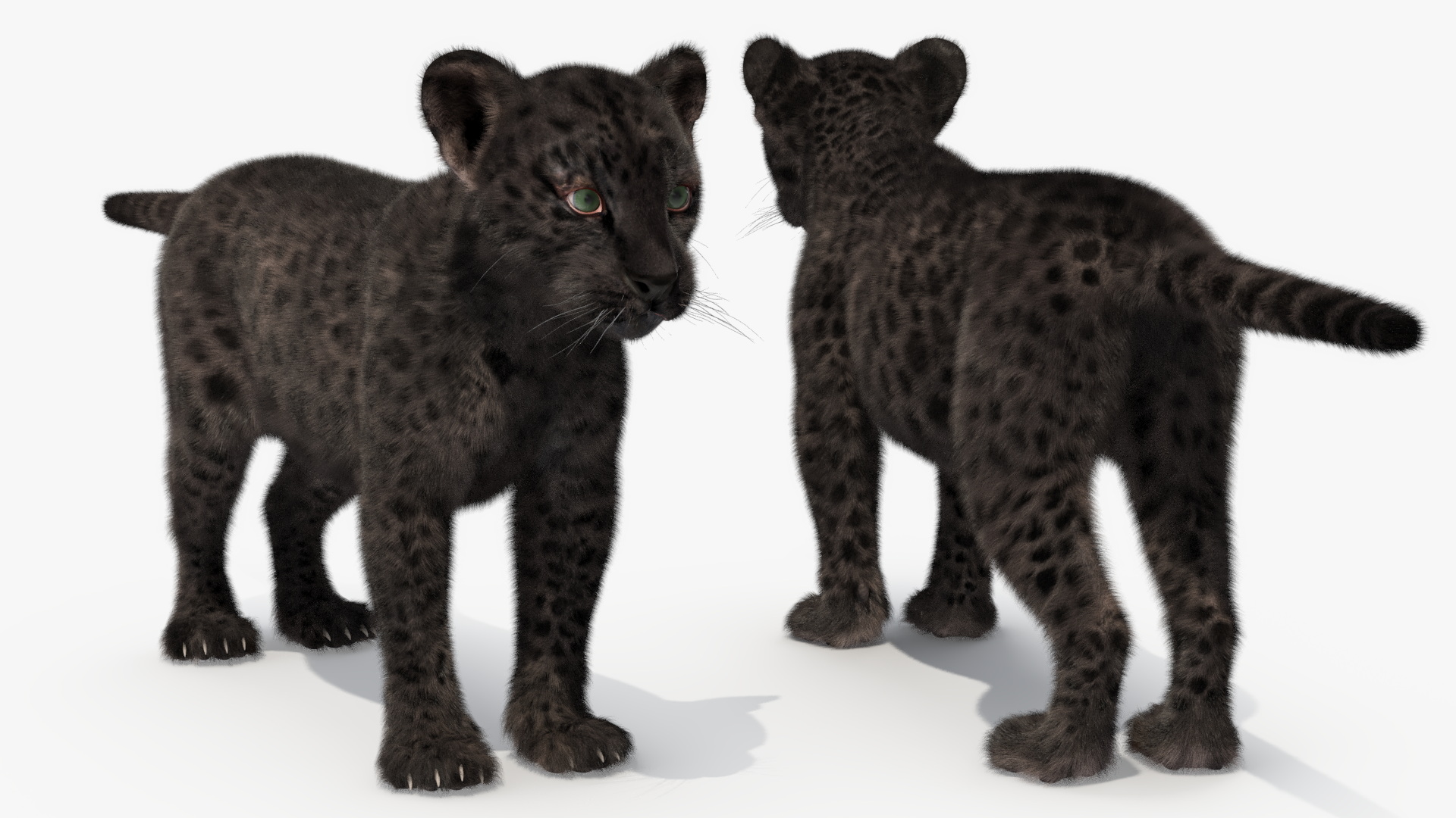 3D Black Leopard Cub with Fur Rigged model