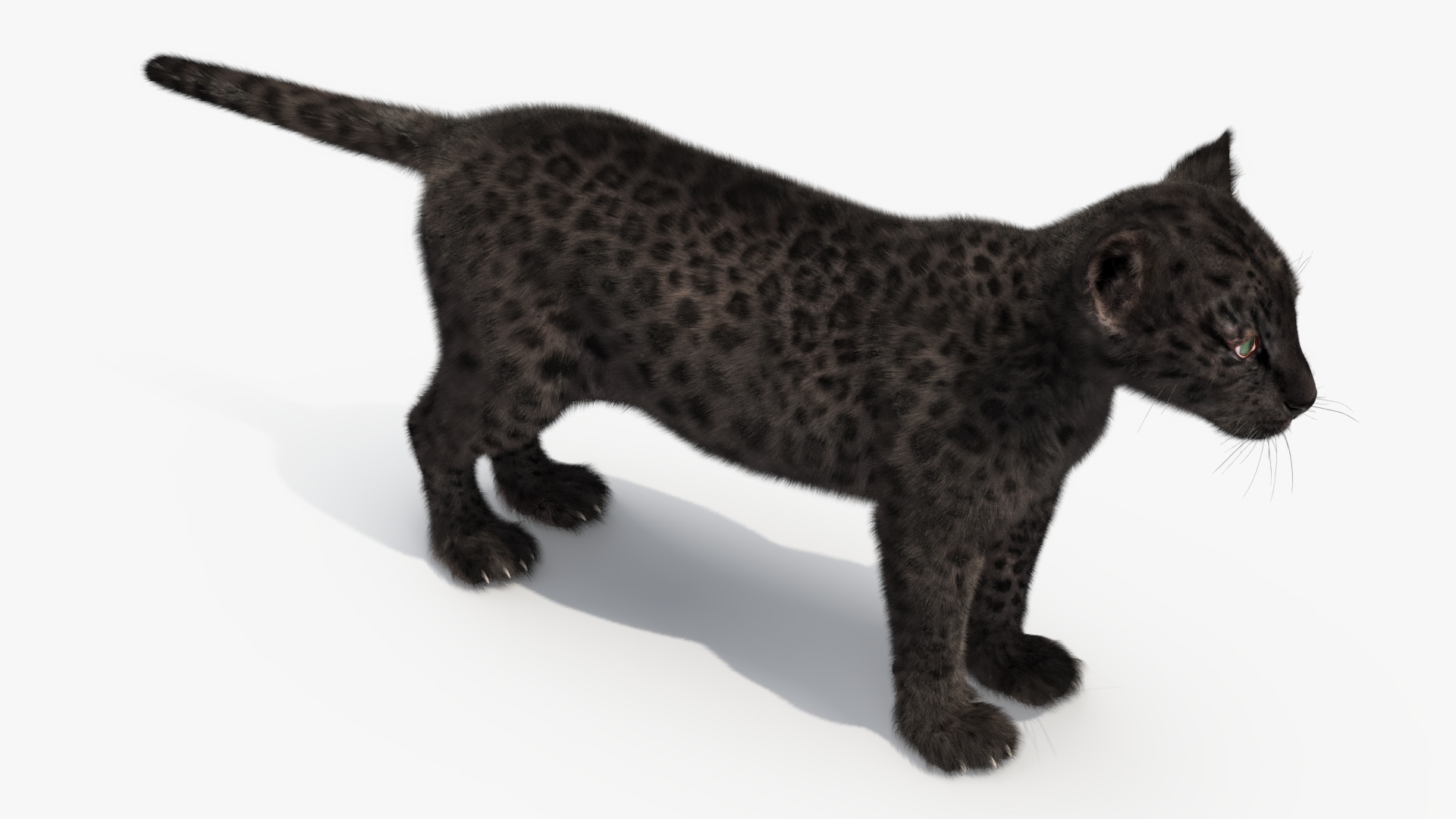 3D Black Leopard Cub with Fur Rigged model