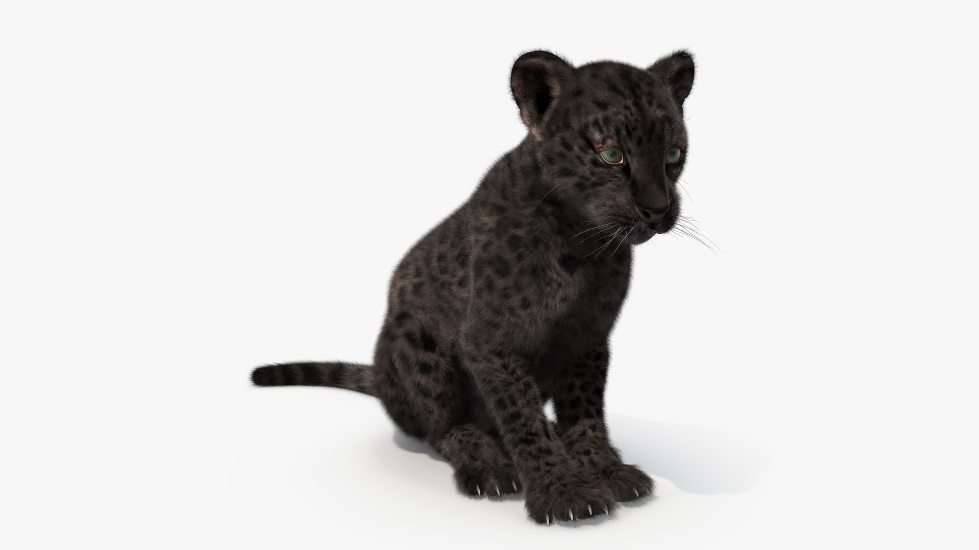 3D Black Leopard Cub with Fur Rigged model