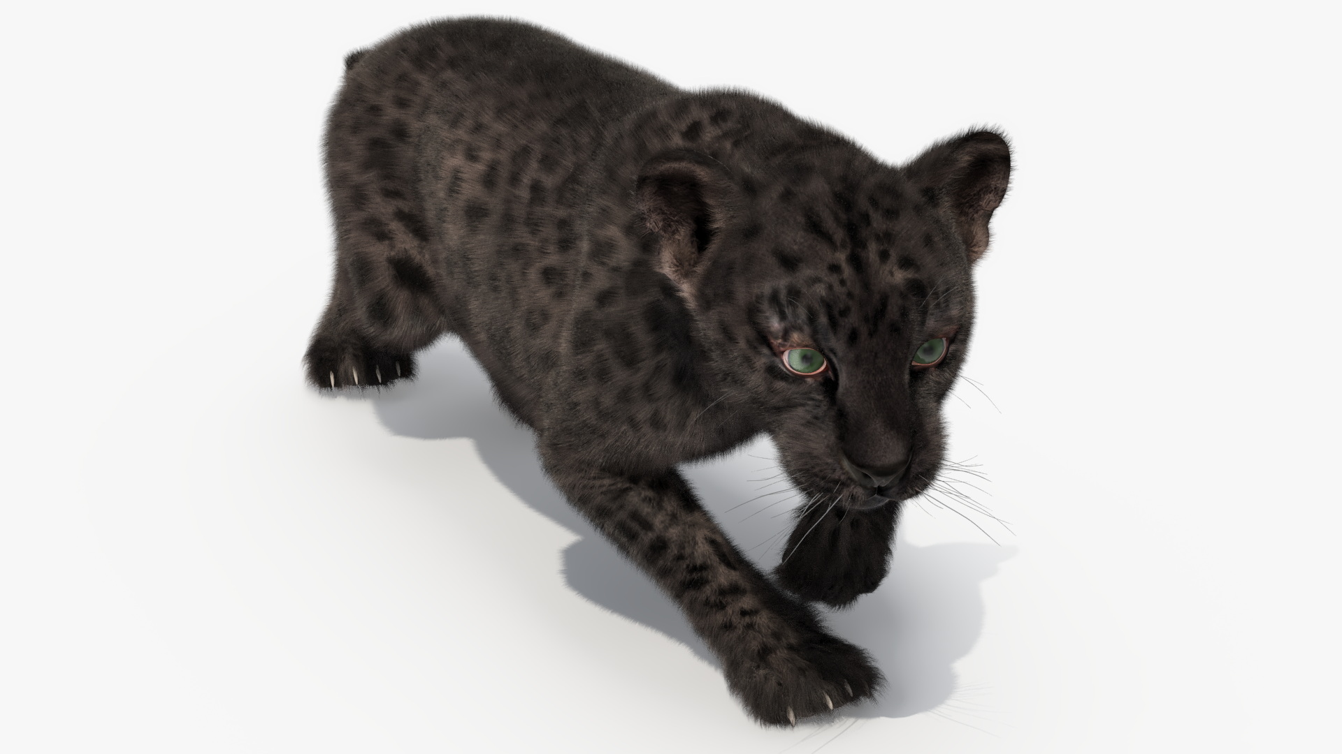 3D Black Leopard Cub with Fur Rigged model