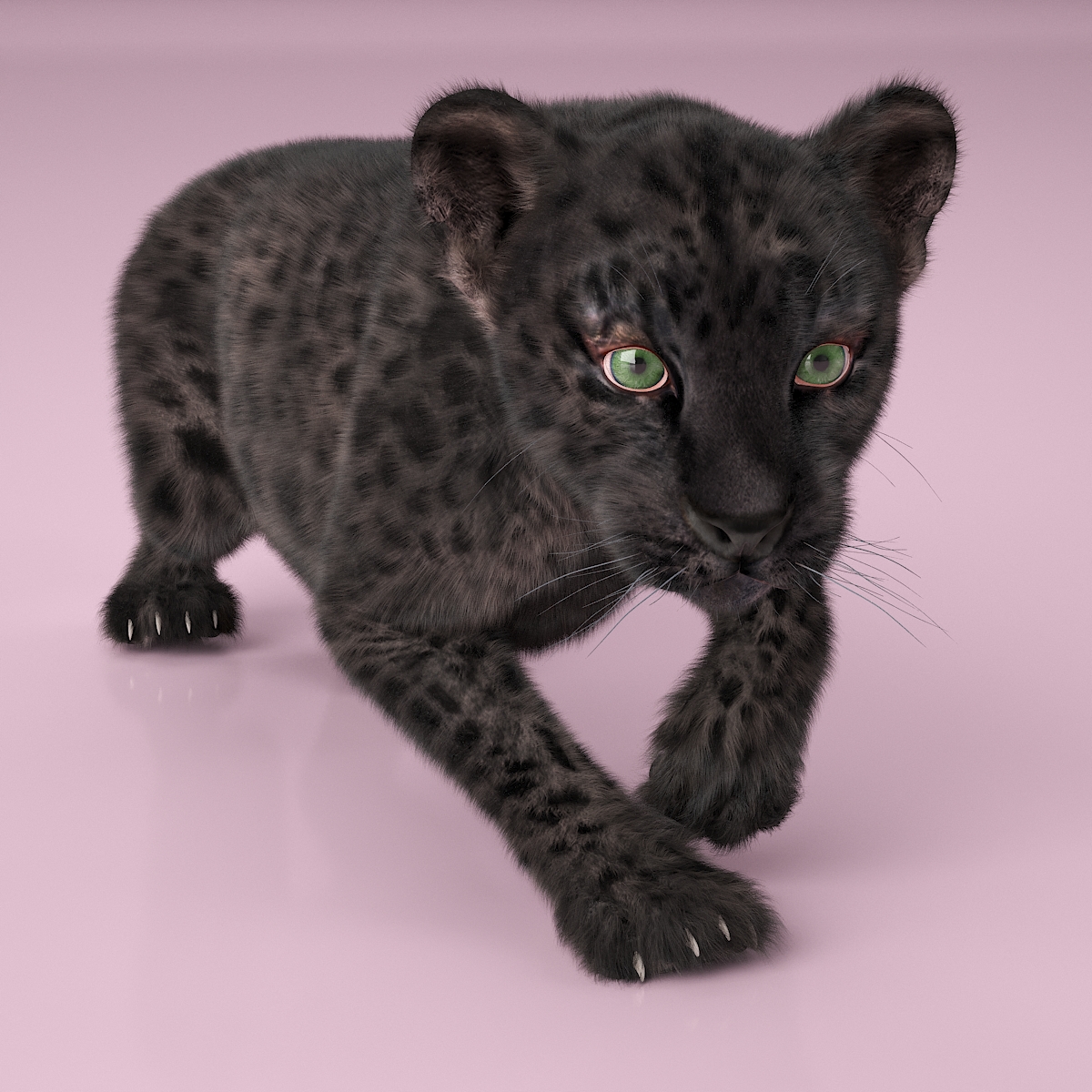 3D Black Leopard Cub with Fur Rigged model