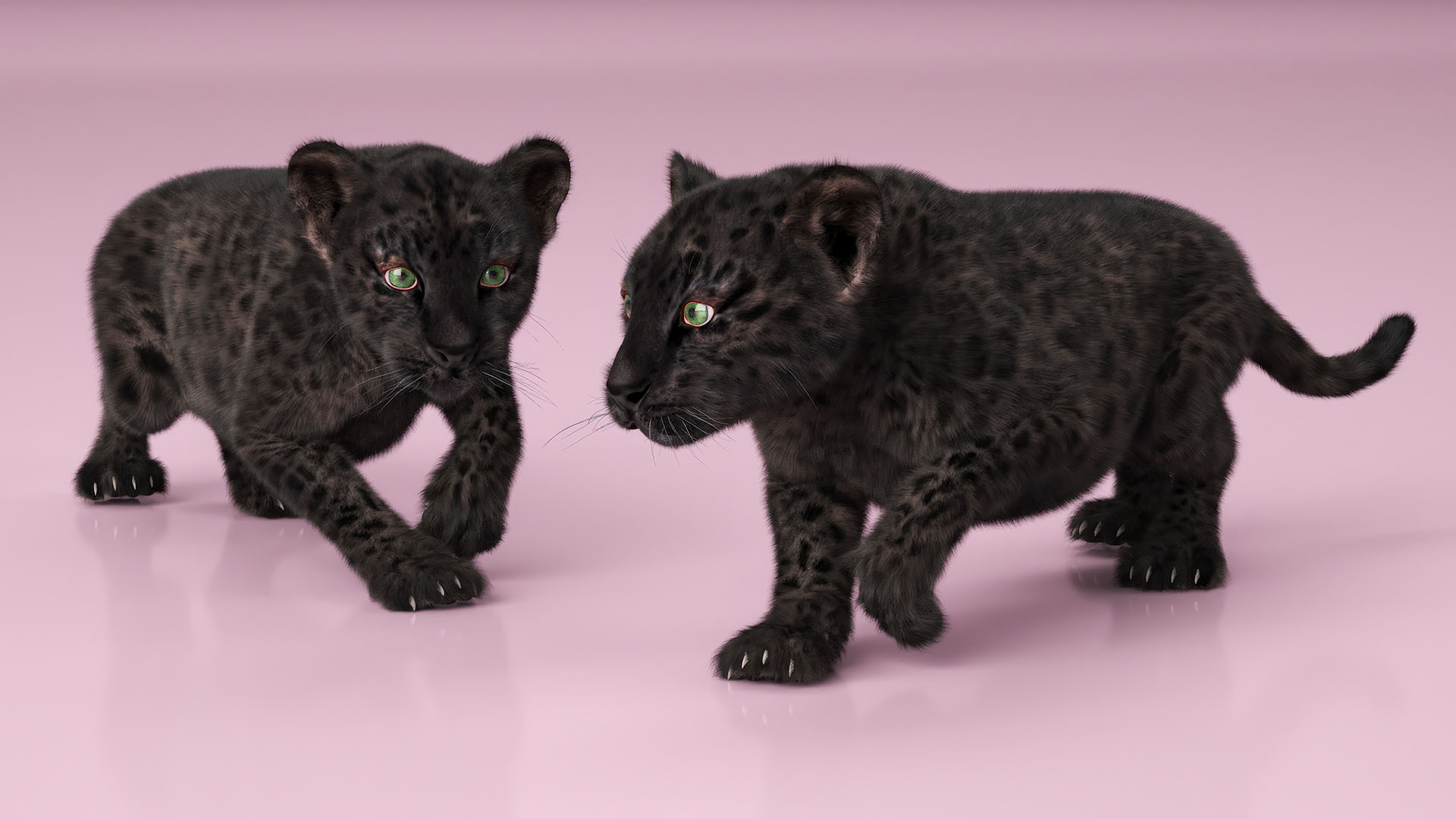 3D Black Leopard Cub with Fur Rigged model