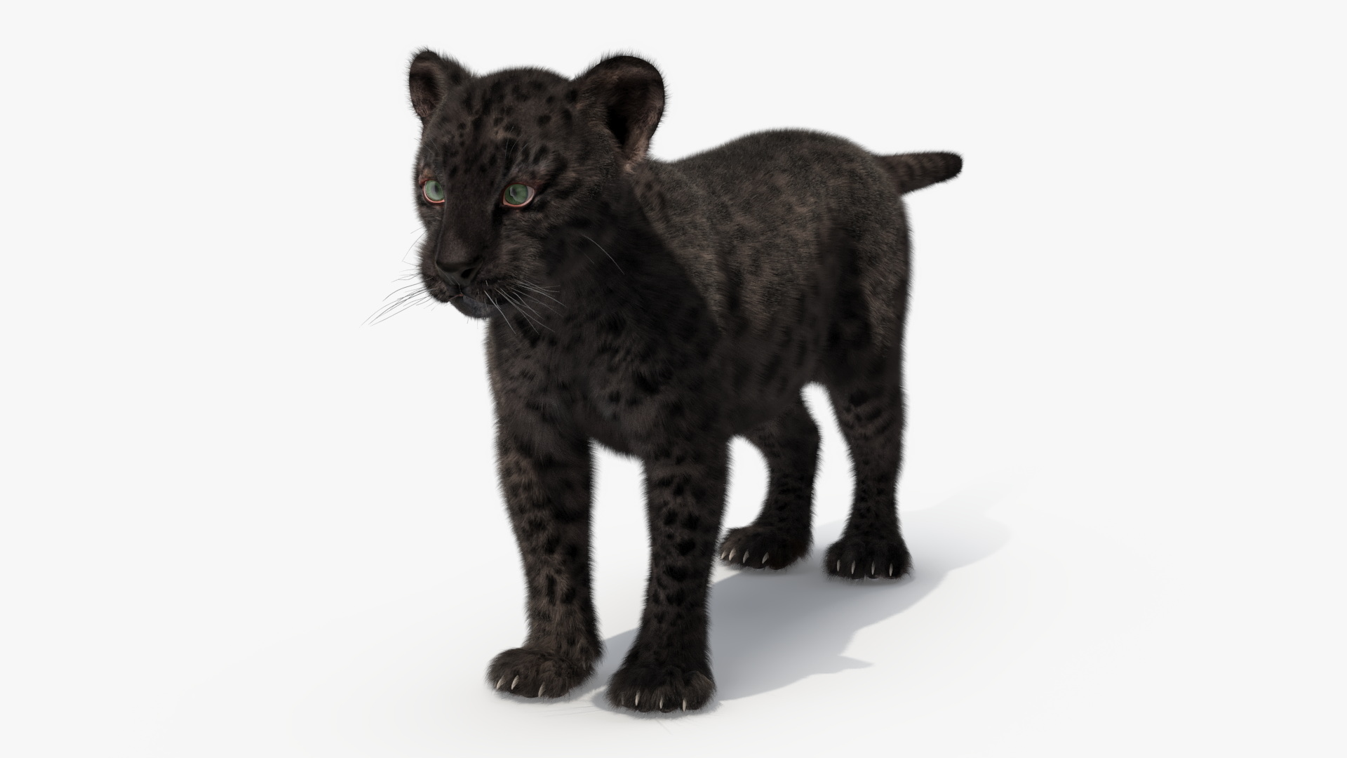 3D Black Leopard Cub with Fur Rigged model