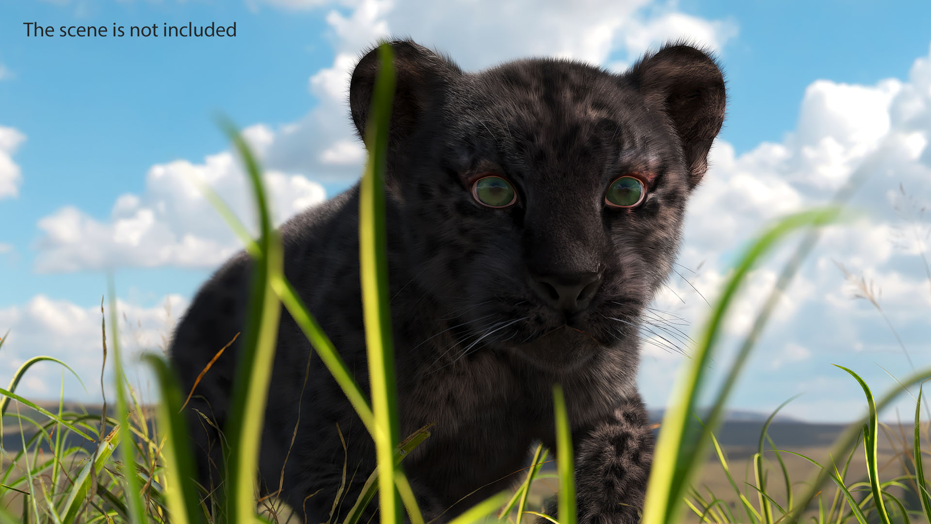 3D Black Leopard Cub with Fur Rigged model