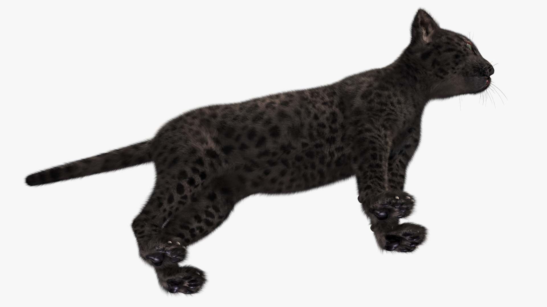 3D Black Leopard Cub with Fur Rigged model