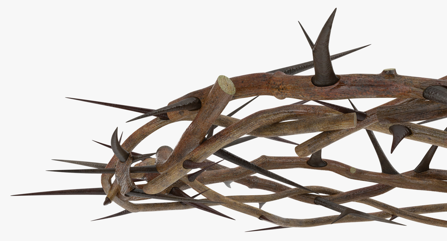 3D model Crown of Thorns