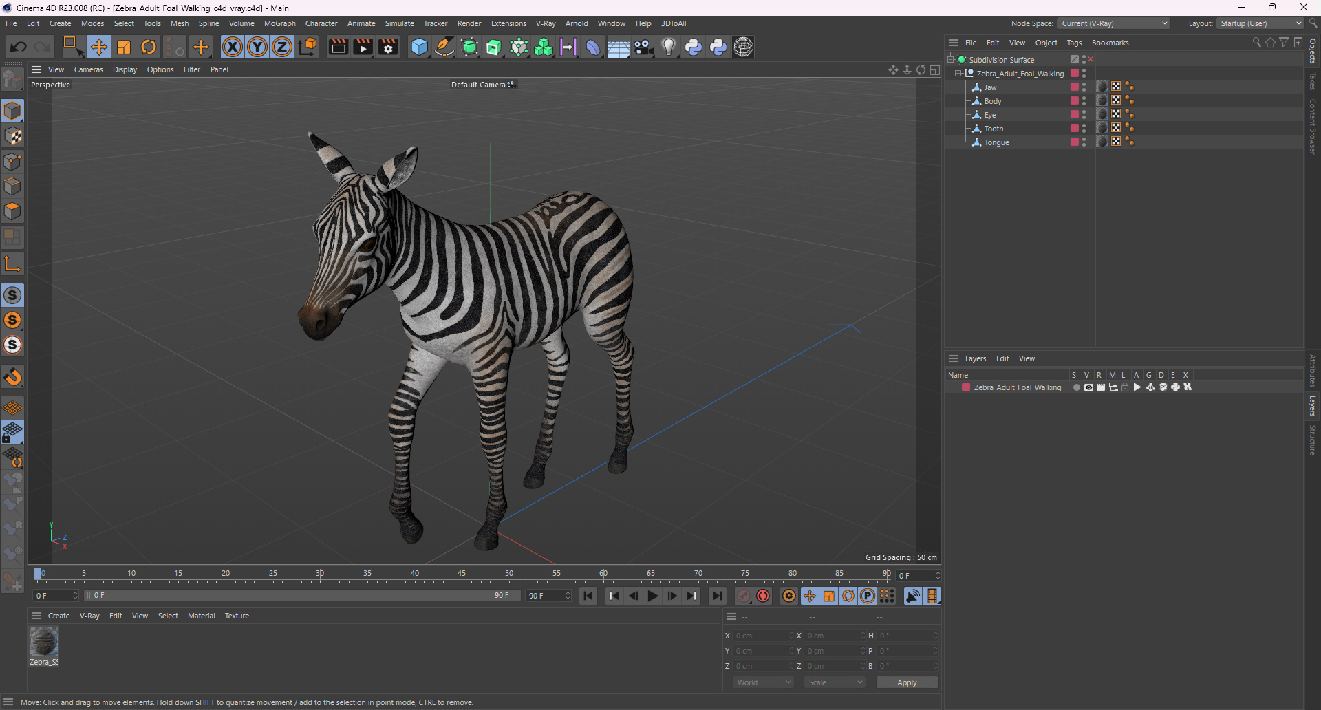 Zebra Adult Foal Walking 3D model