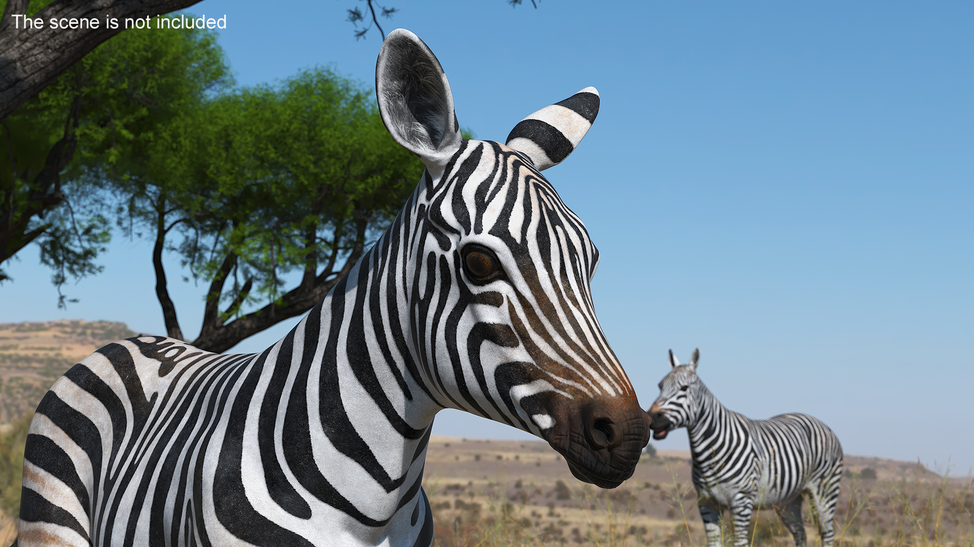 Zebra Adult Foal Walking 3D model