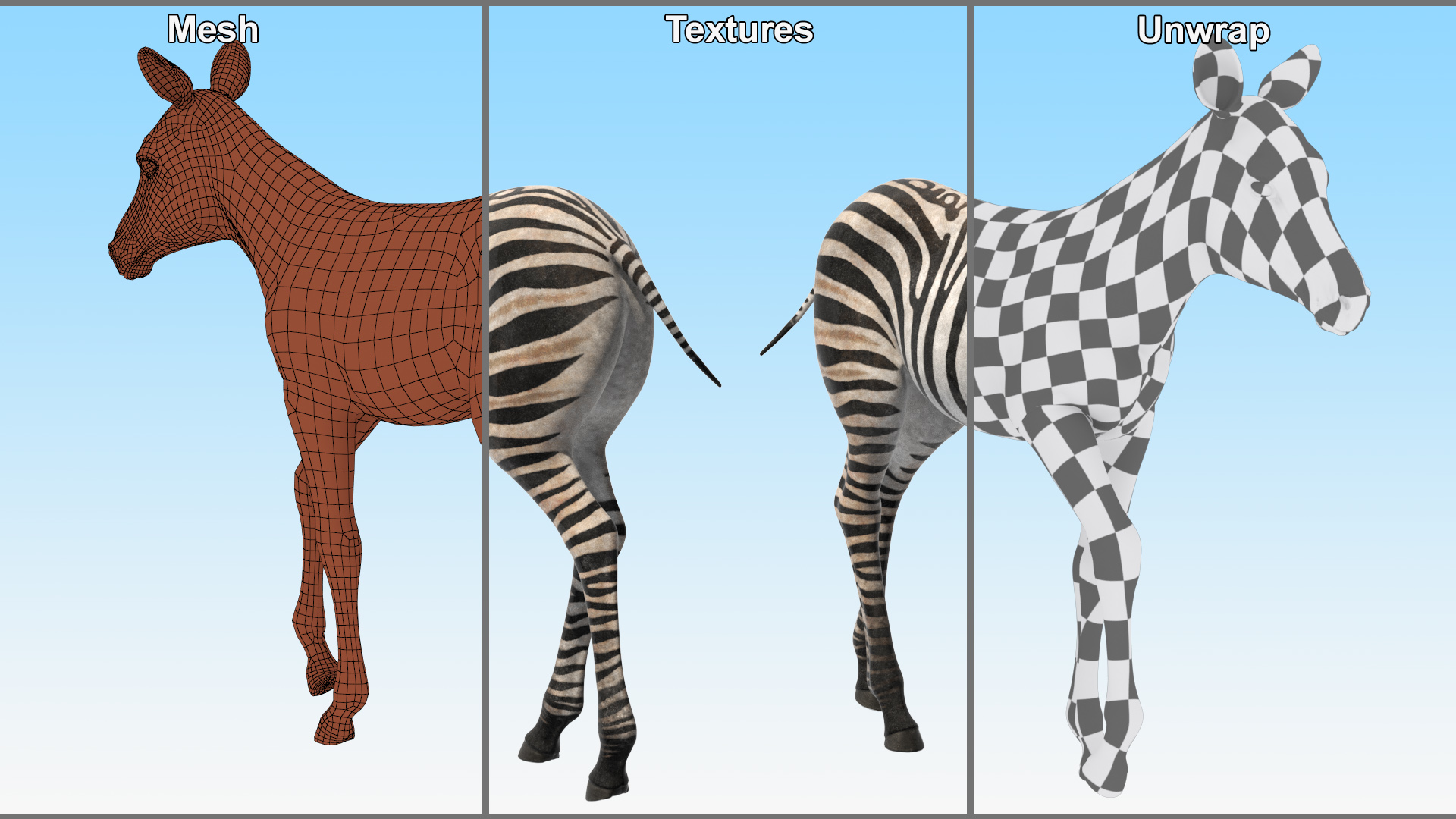 Zebra Adult Foal Walking 3D model