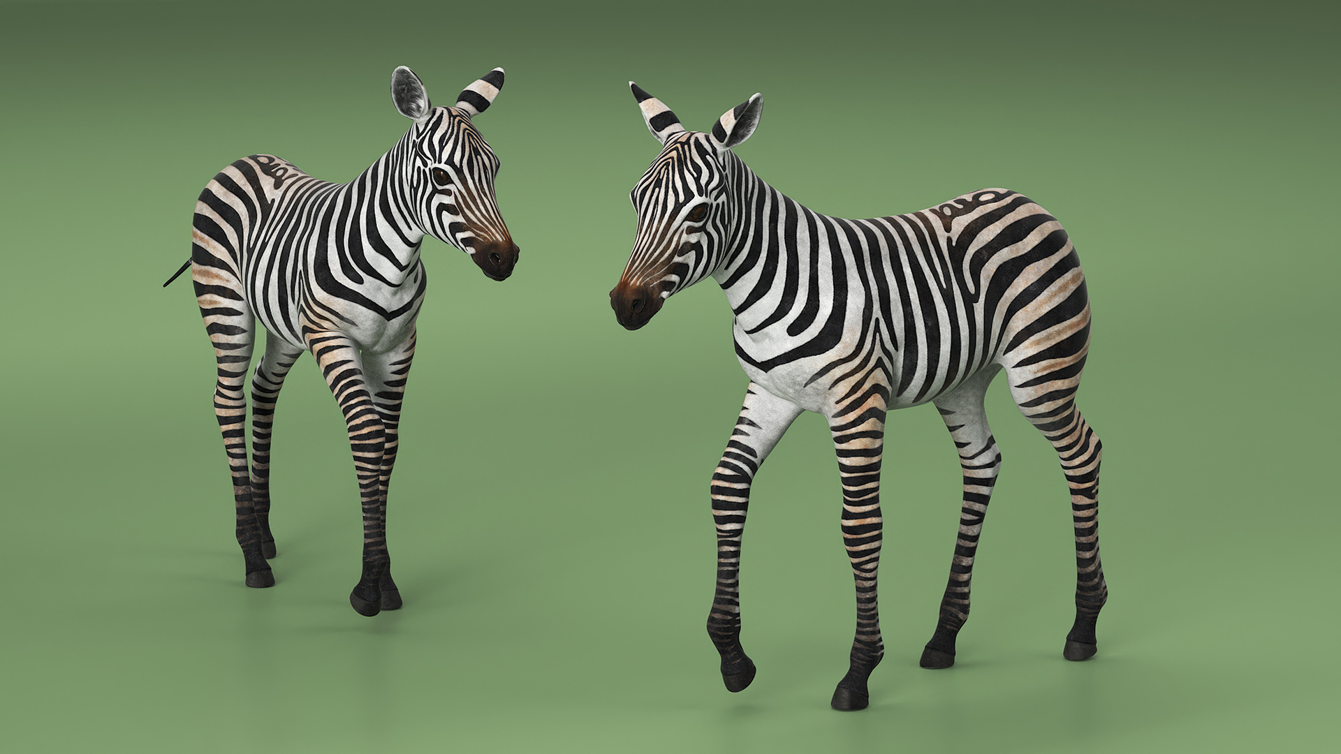 Zebra Adult Foal Walking 3D model