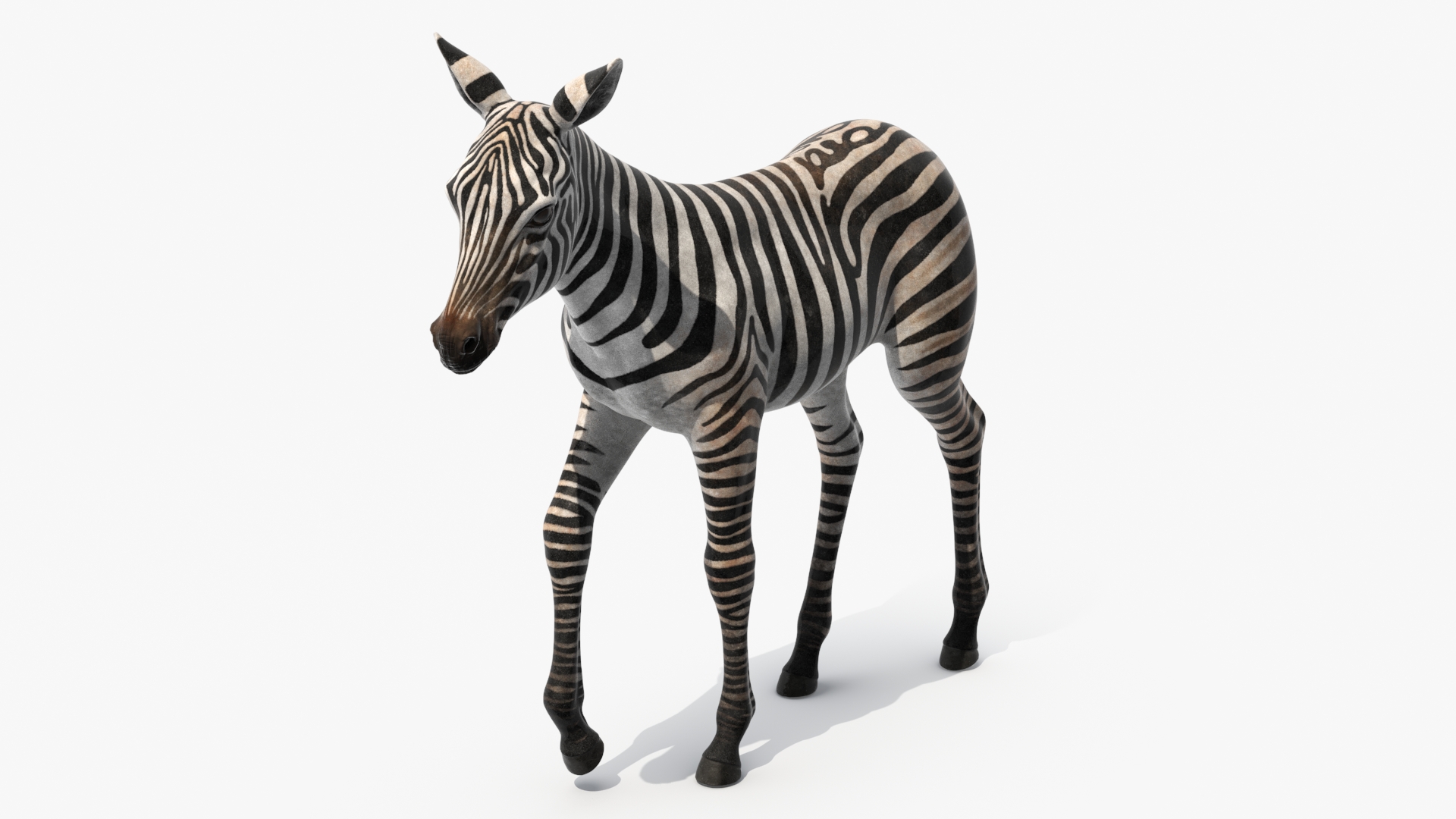 Zebra Adult Foal Walking 3D model