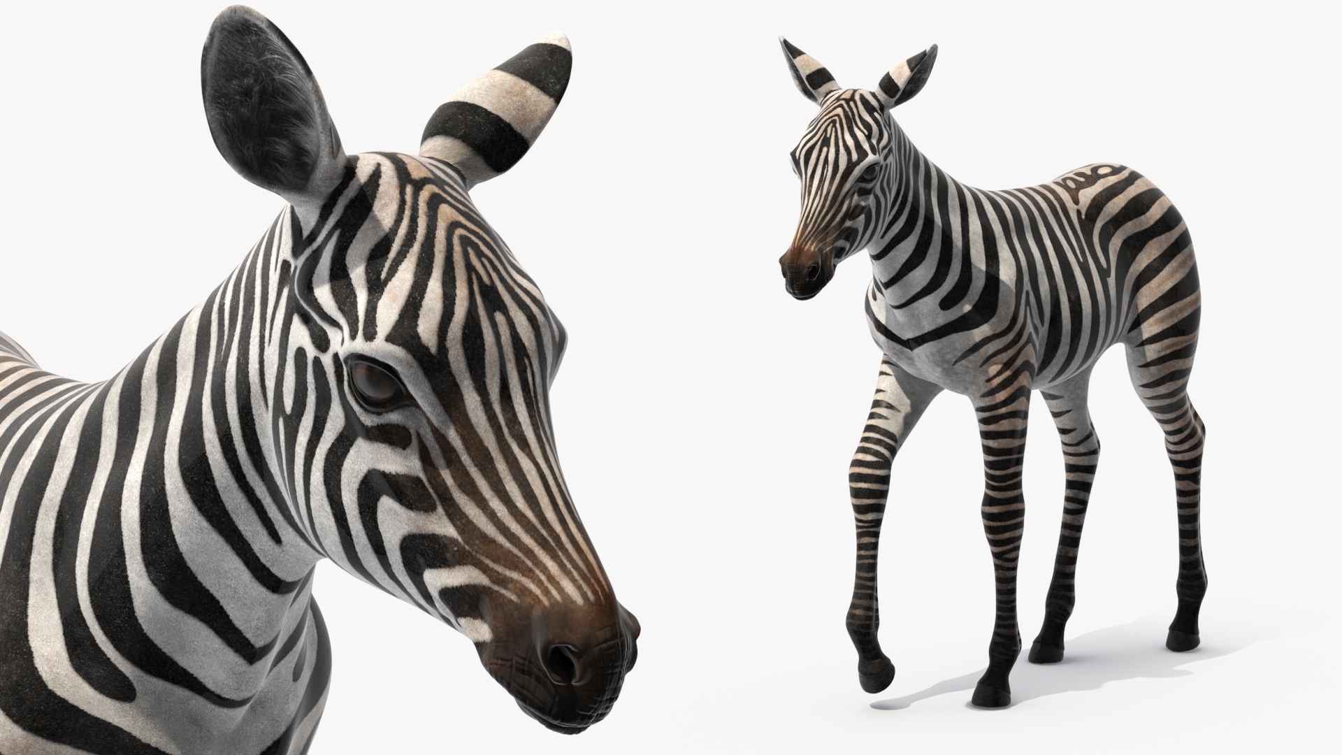 Zebra Adult Foal Walking 3D model